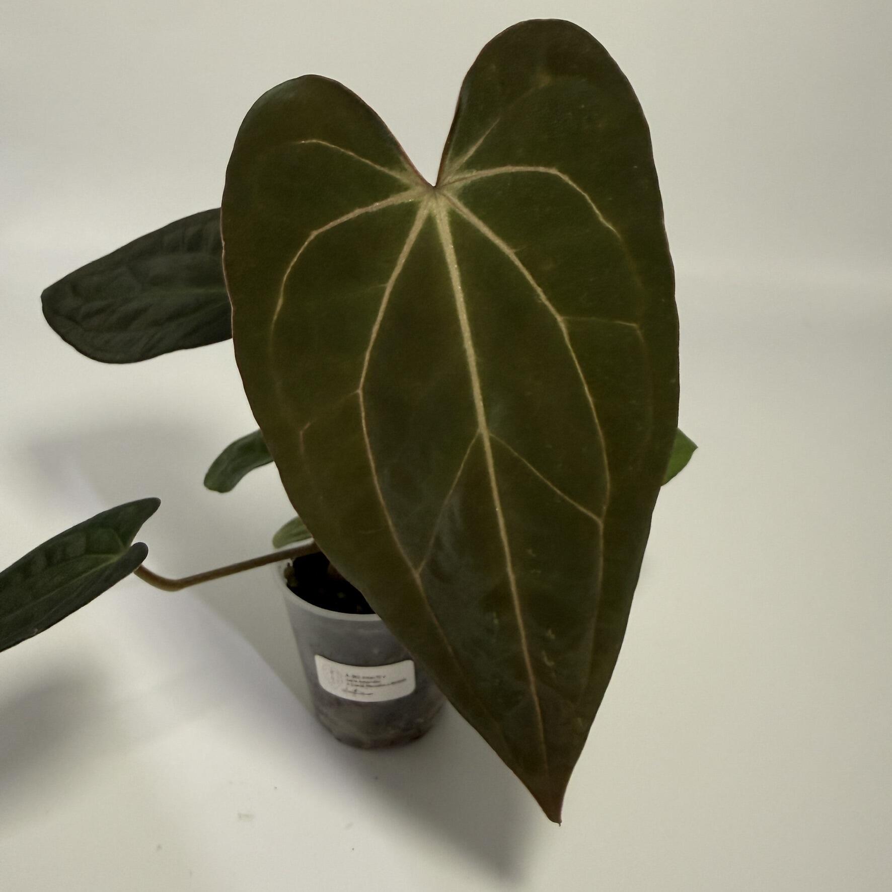 Anthurium papillilaminum variegated x (NSE port x pap Fort Sherman)