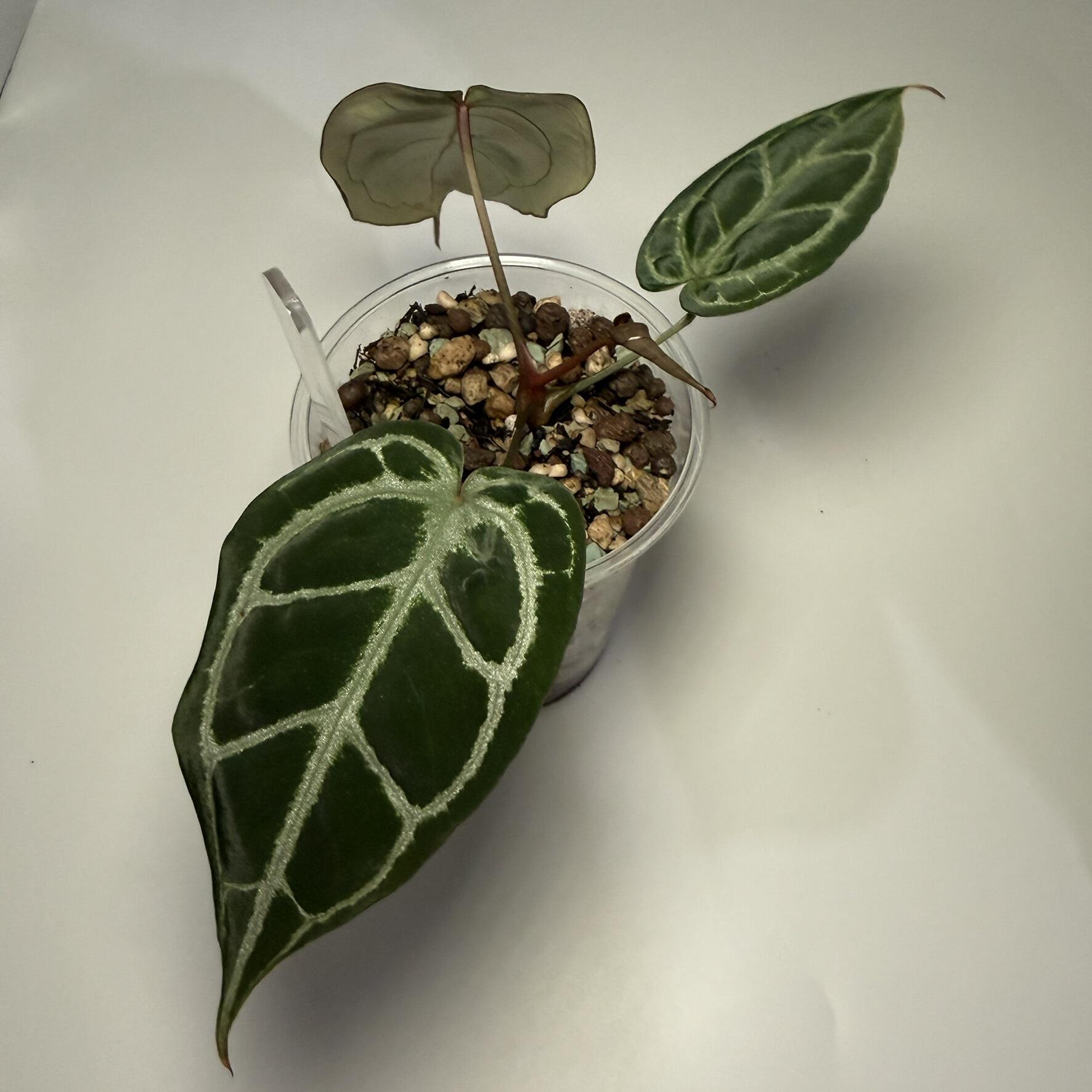 _Anthurium (FTG crystallinum x Red Crystal?) x open