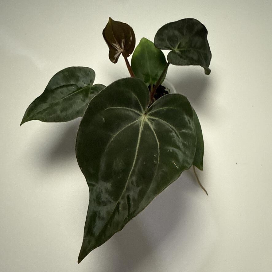 Anthurium Black Sweet x warocqueanum
