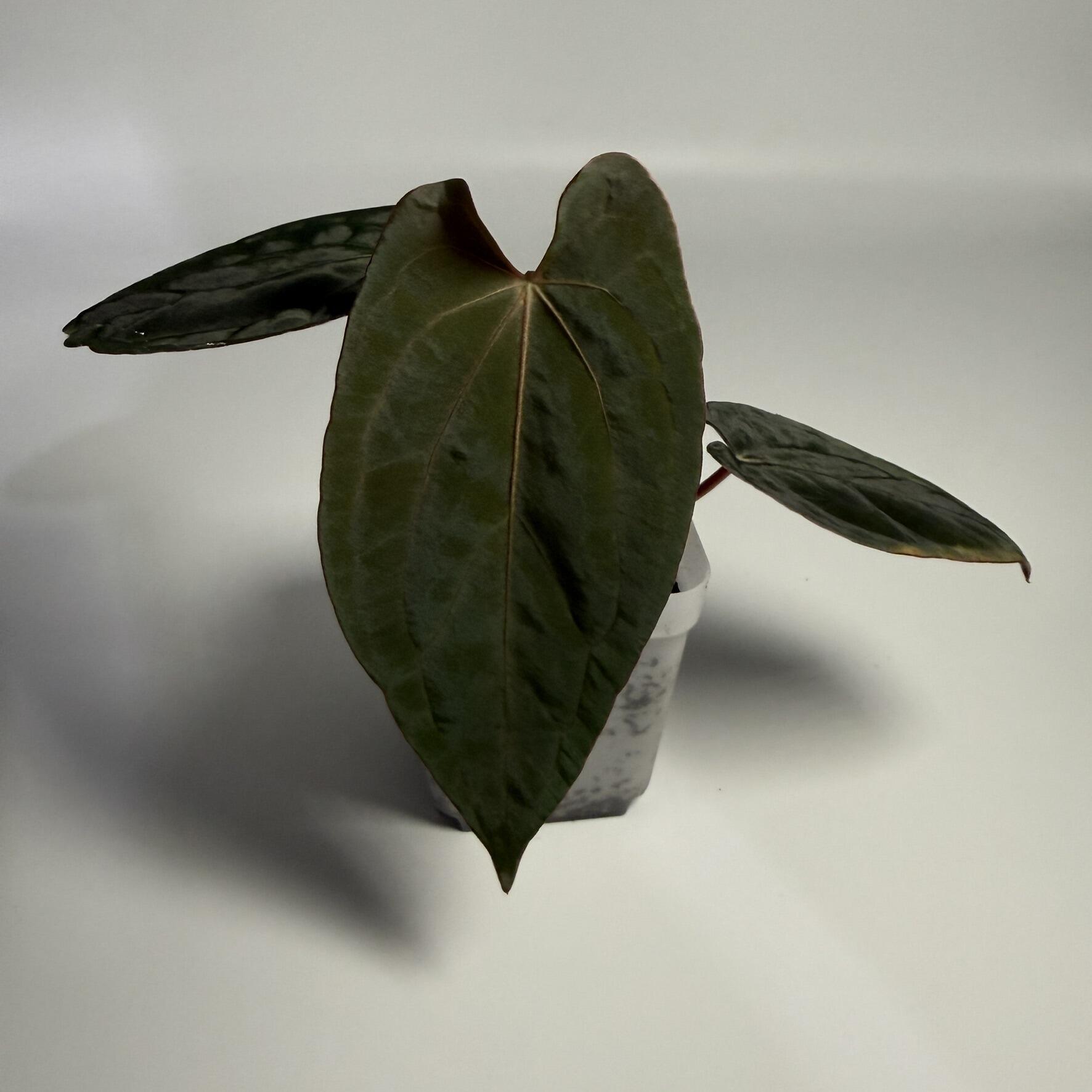 Anthurium (Chocolate x Red Crystal) x Michelle variegated