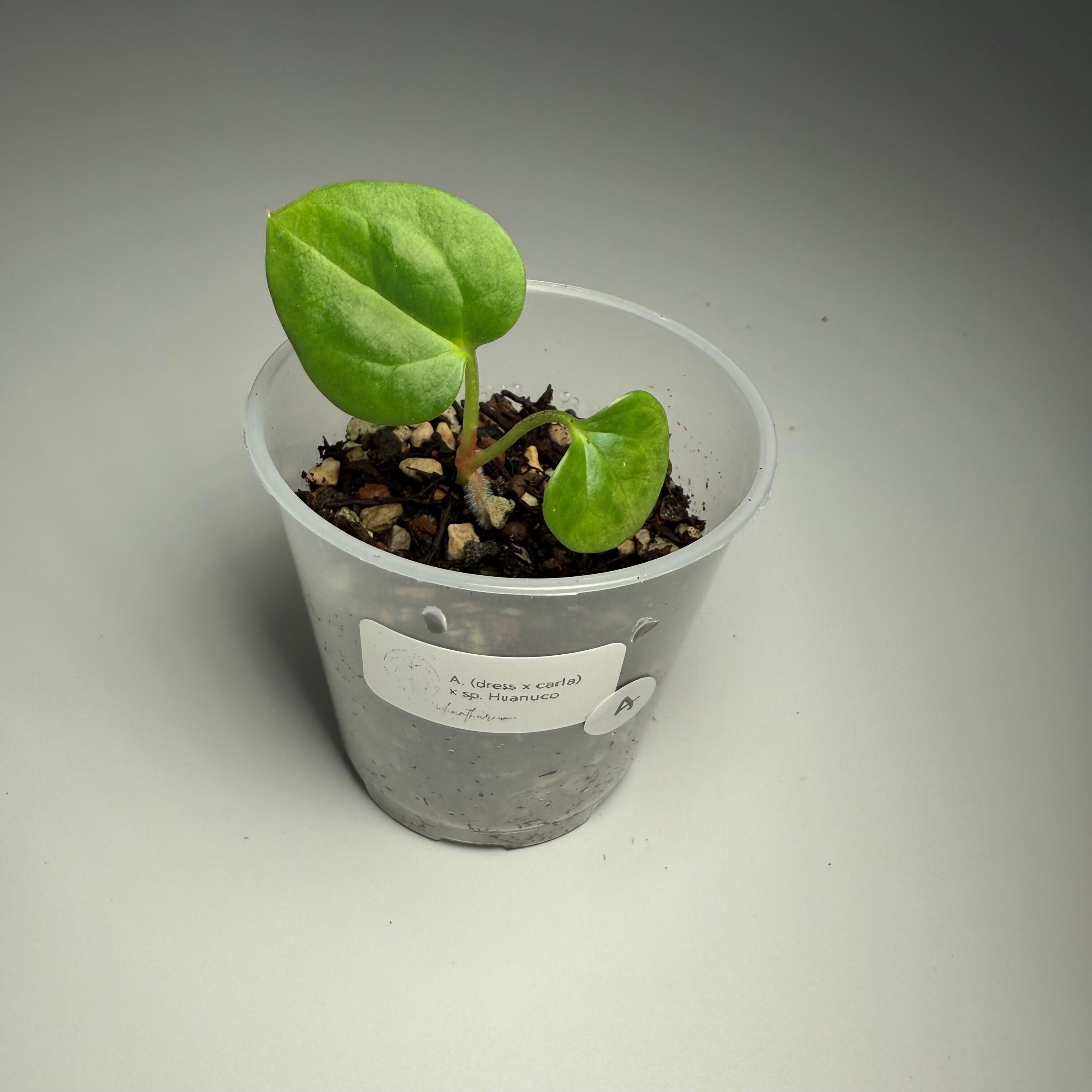 Plant A
