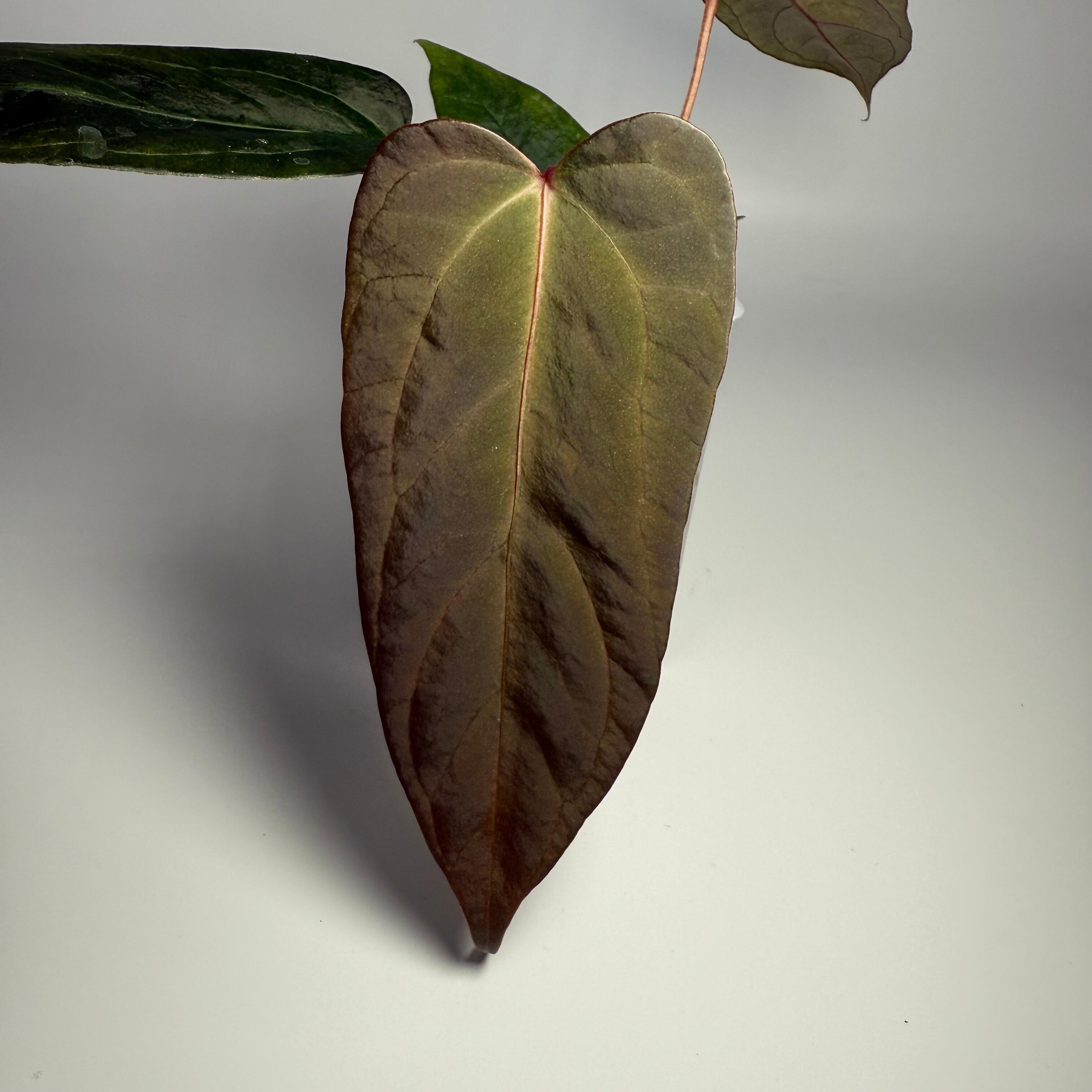 Plant for sale