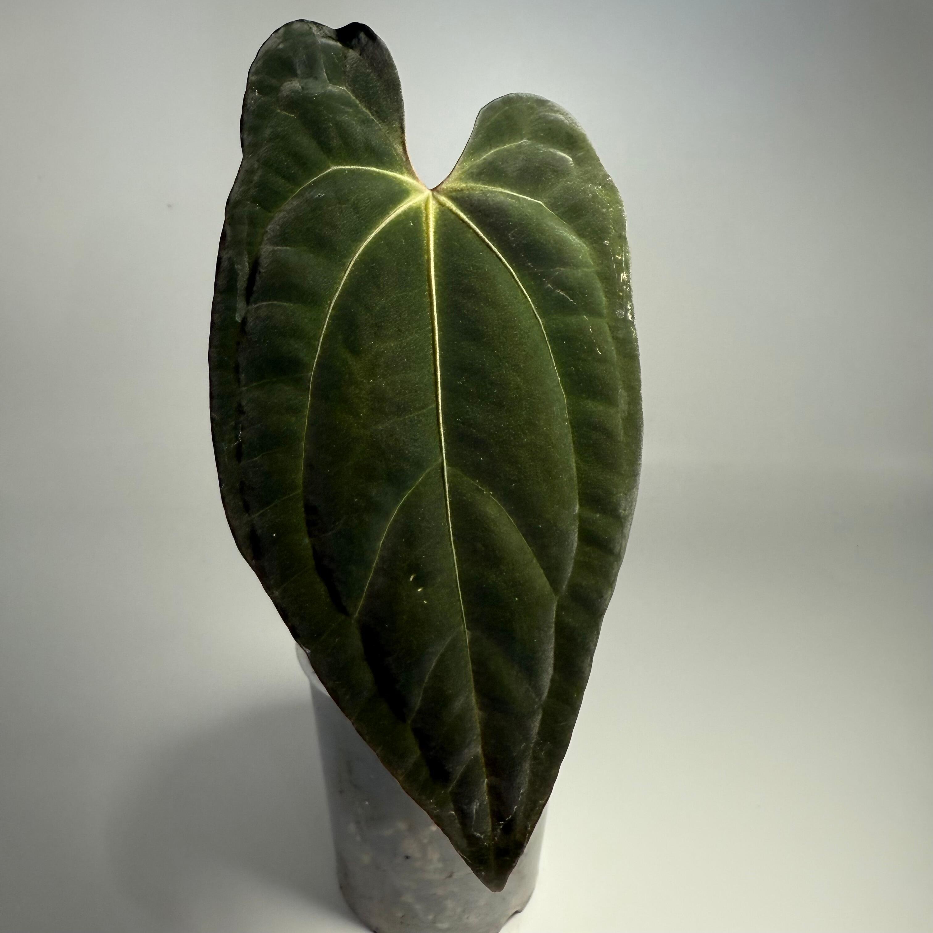 Hardened leaf
