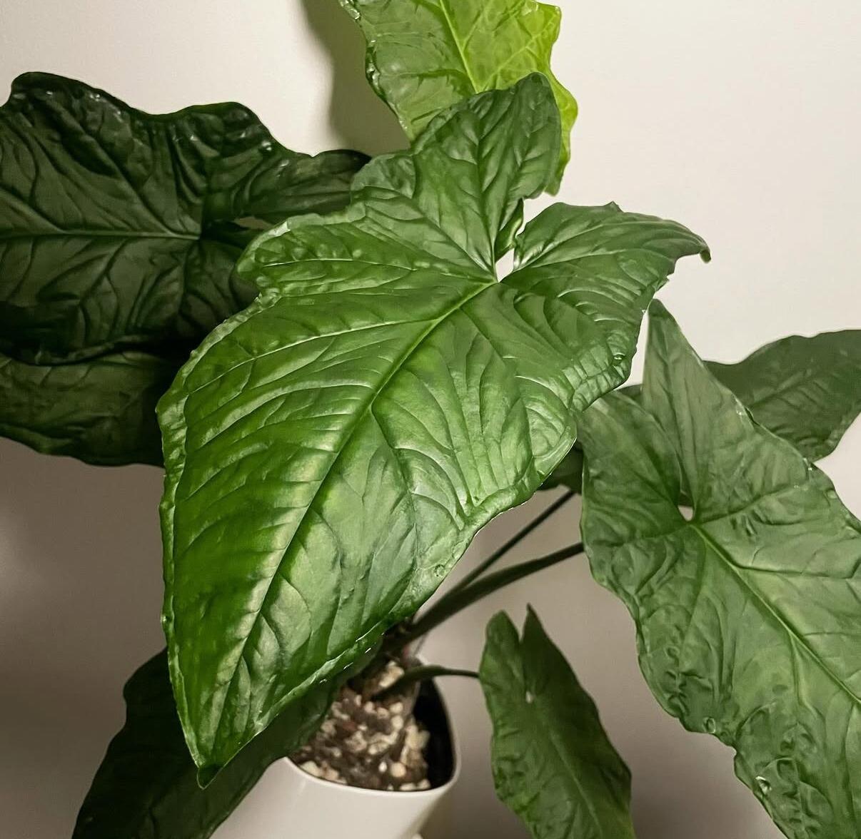 Mother plant