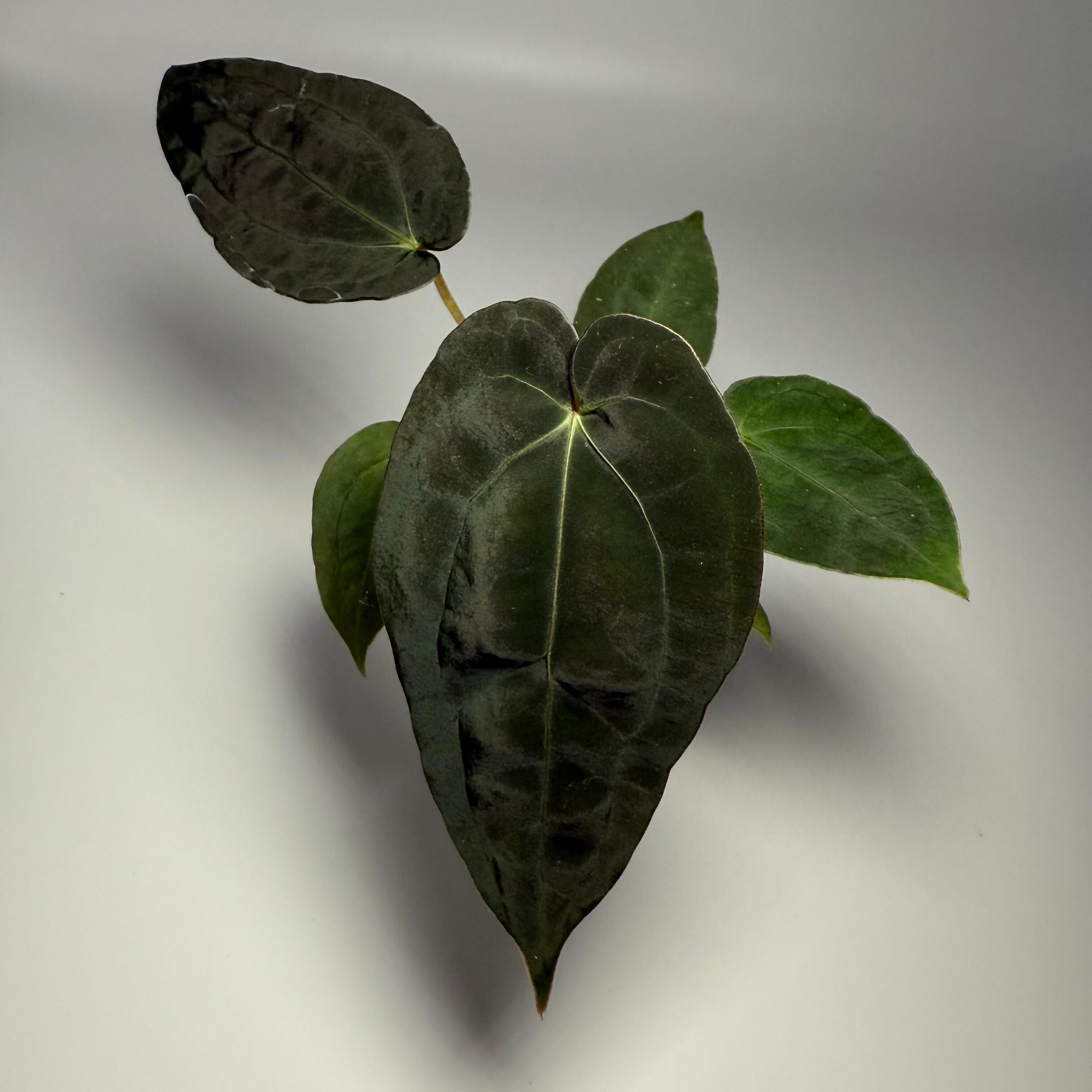 Plant J