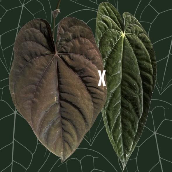 Parent plants