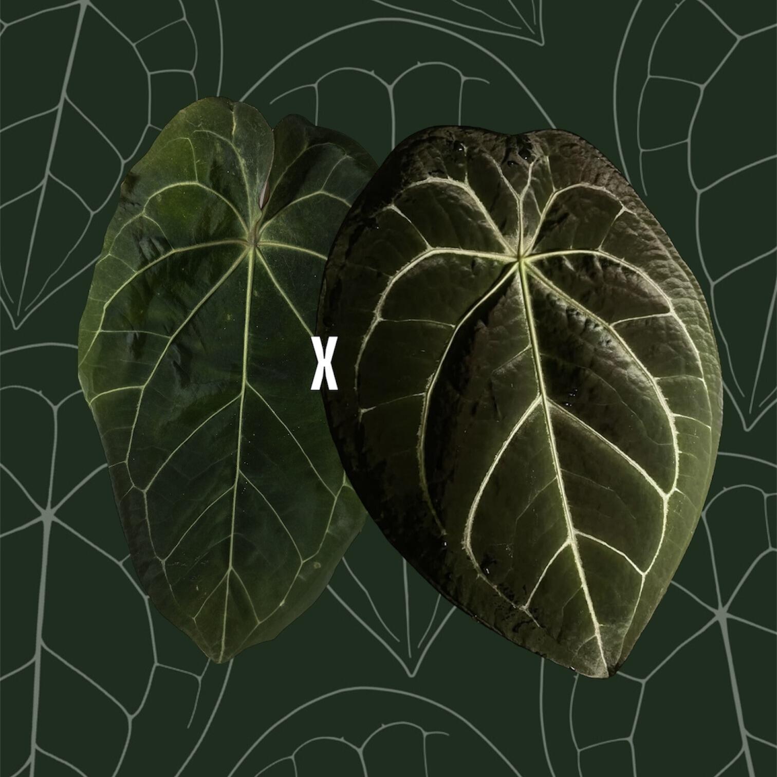 Parent plants