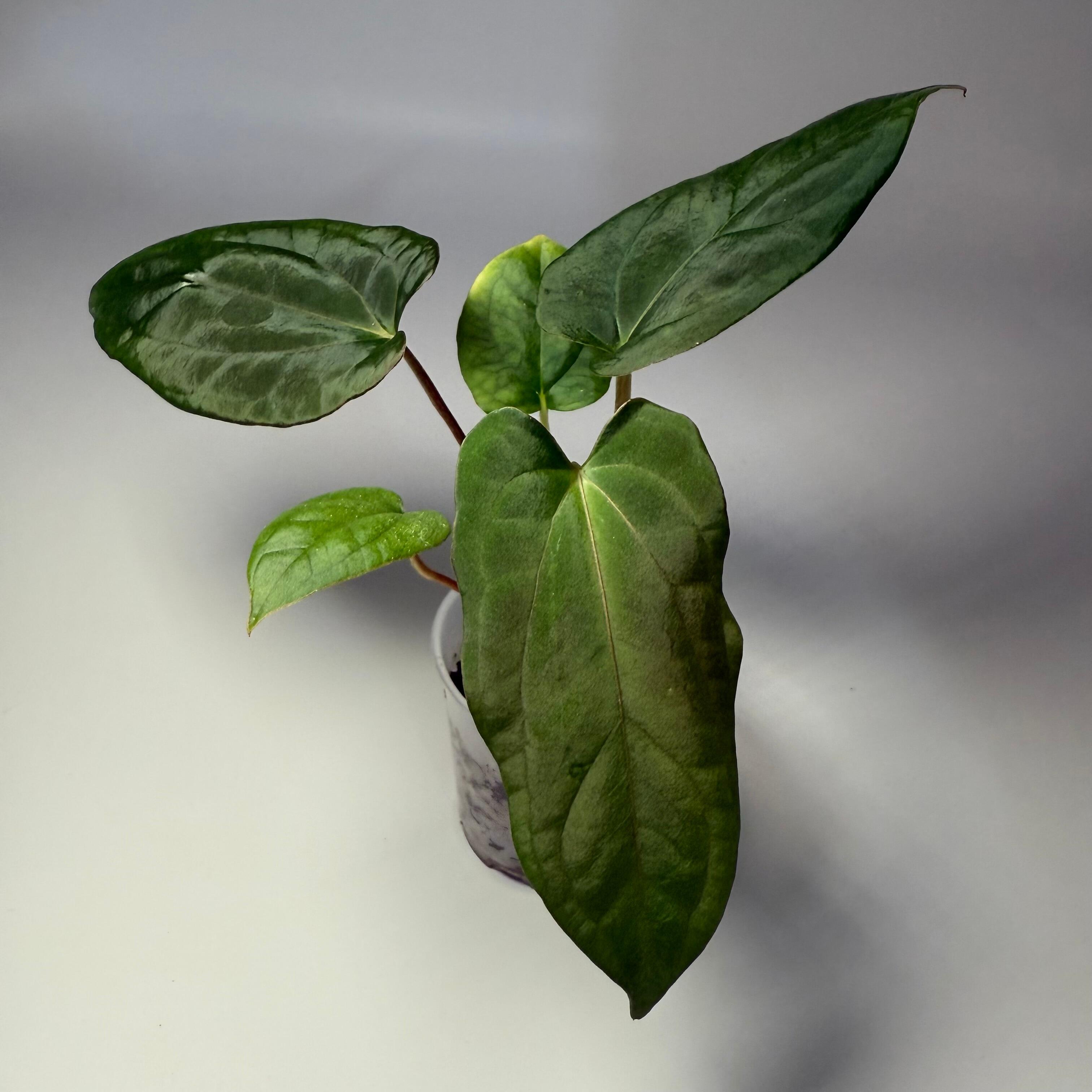Plant D