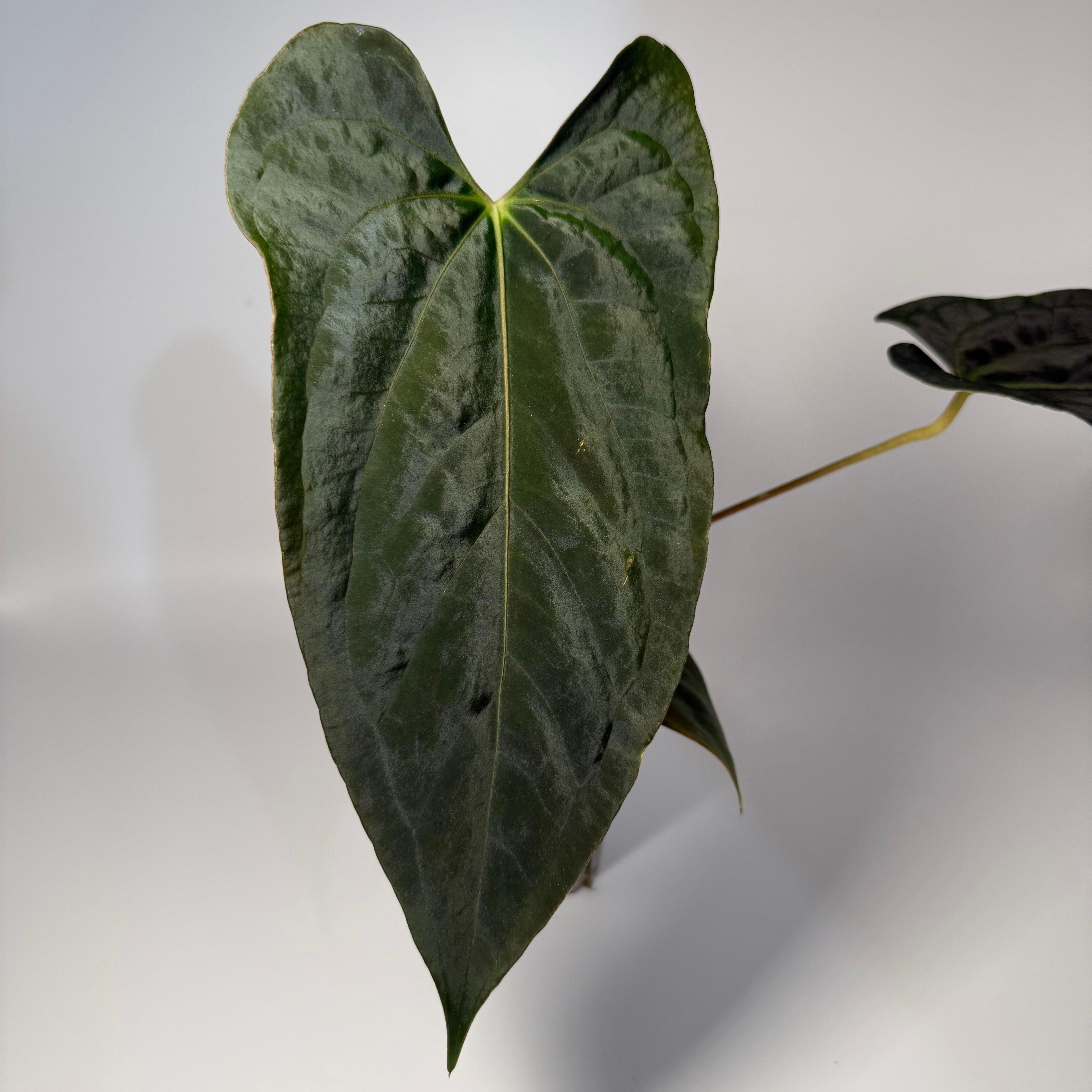 Plant for sale
