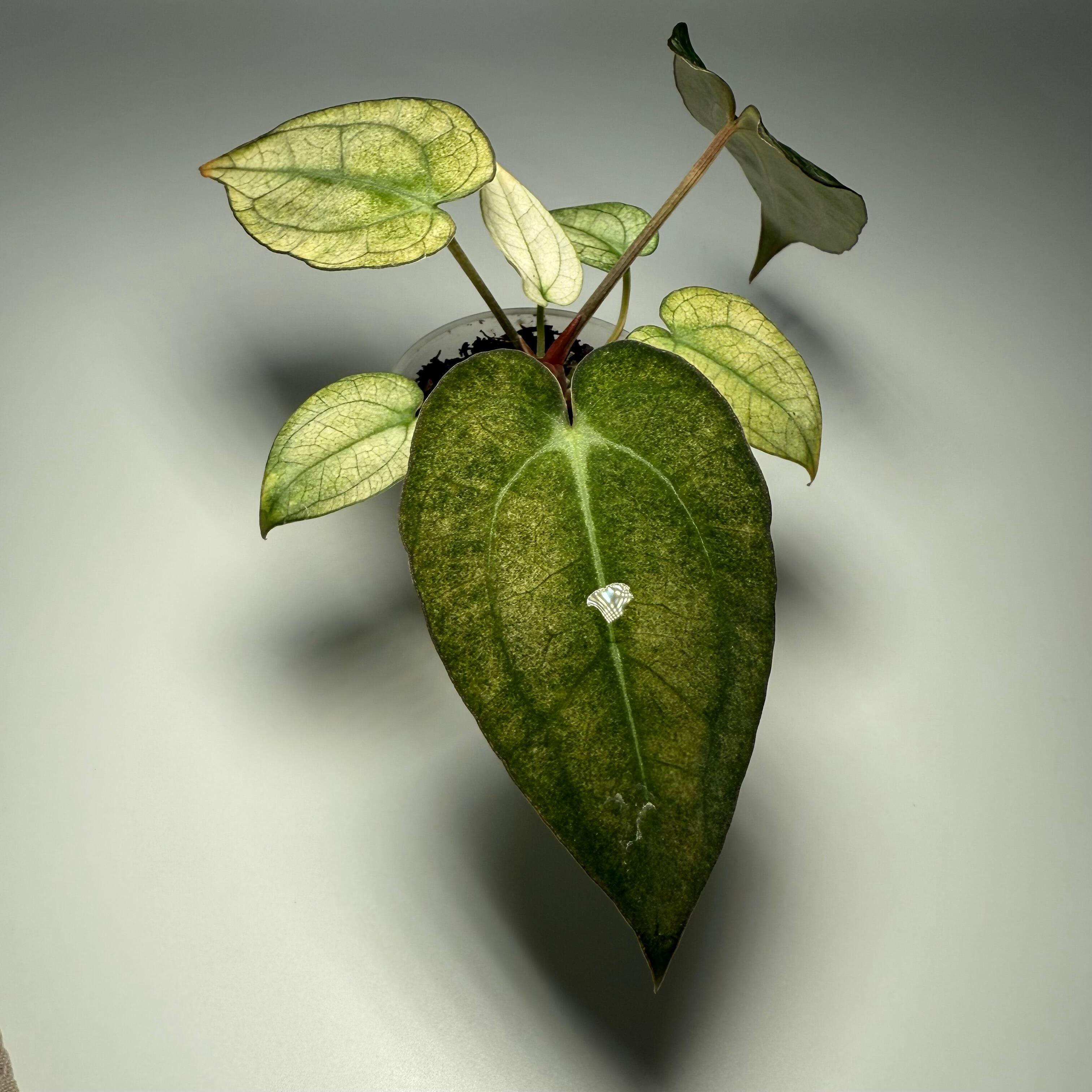 _Anthurium carlablackiae (GPH001 x self) x papillilaminum (RA5 x self)