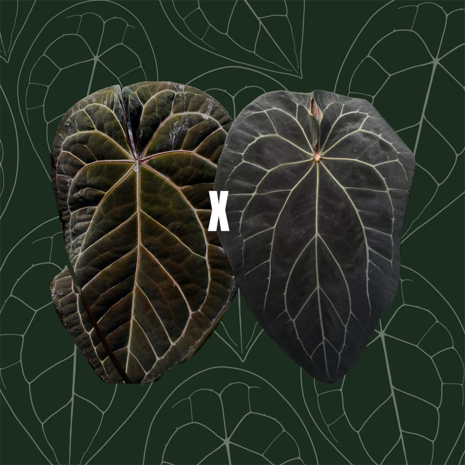 _Anthurium (Black Widow x Michelle) x Dark Web