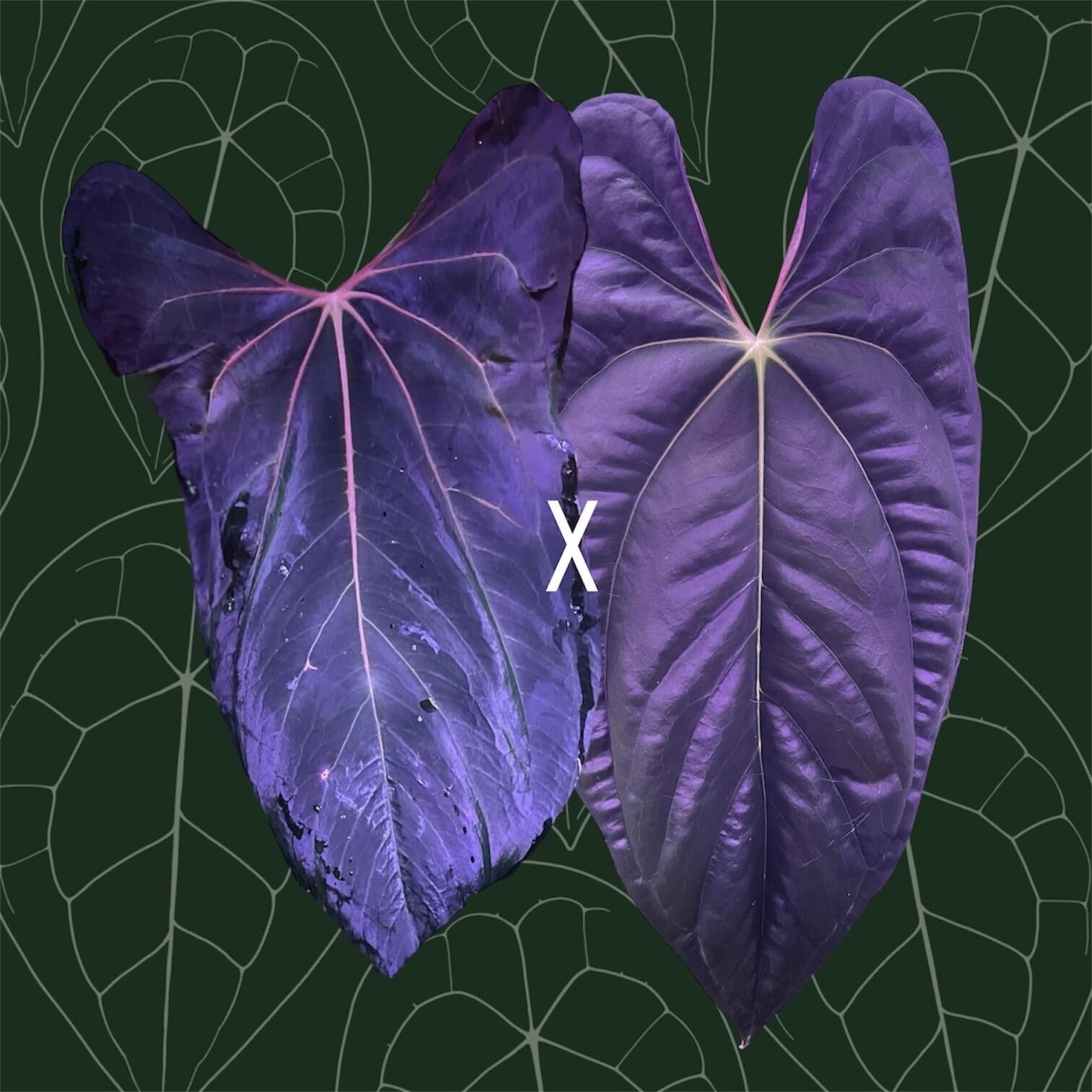 Anthurium papillilaminum (FSRL x [FS x self]) x RA6