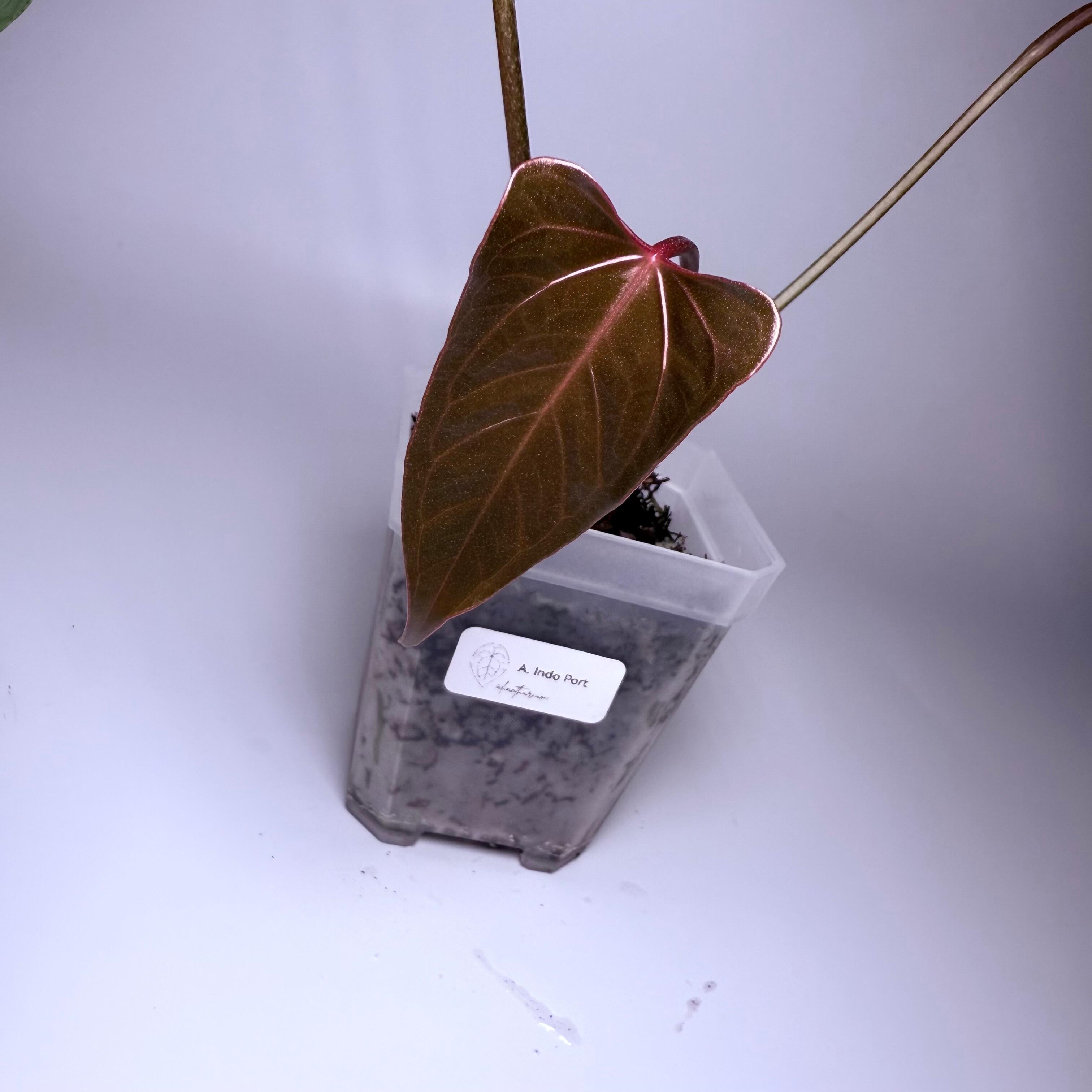 _Anthurium Indo port (portillae) x self