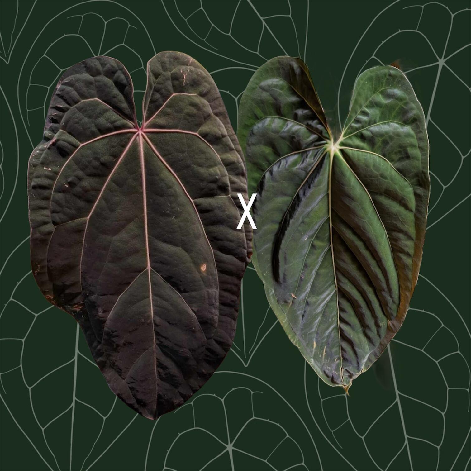 Anthurium (Grey Boy x antolakii) x papillilaminum RA lost tag Anthurium (Grey Boy x antolakii) x papillilaminum RA lost tag