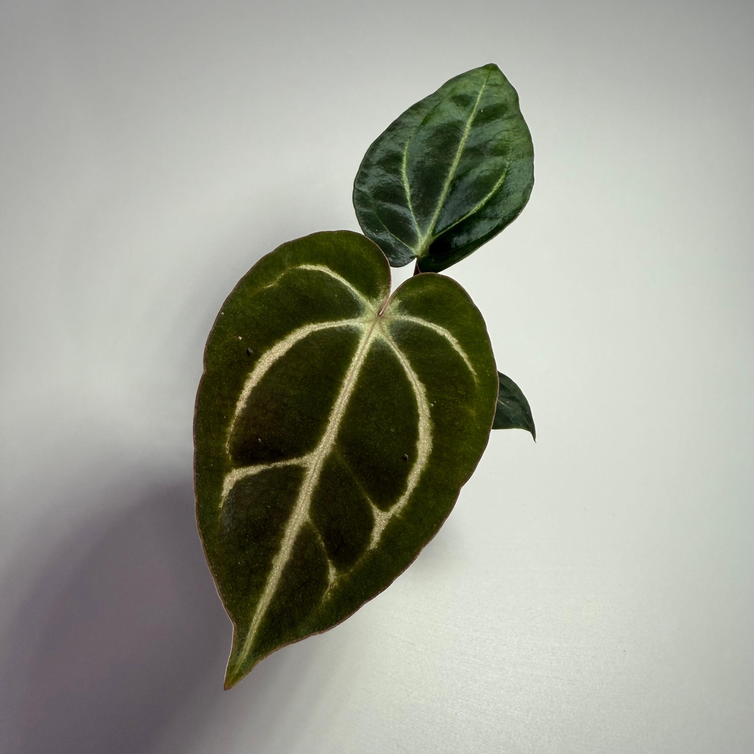 Anthurium papillilaminum  ’RL（JV）✖️FS‘ Anthurium Papillilaminum RL X FS Seedling (ralph Lynam X