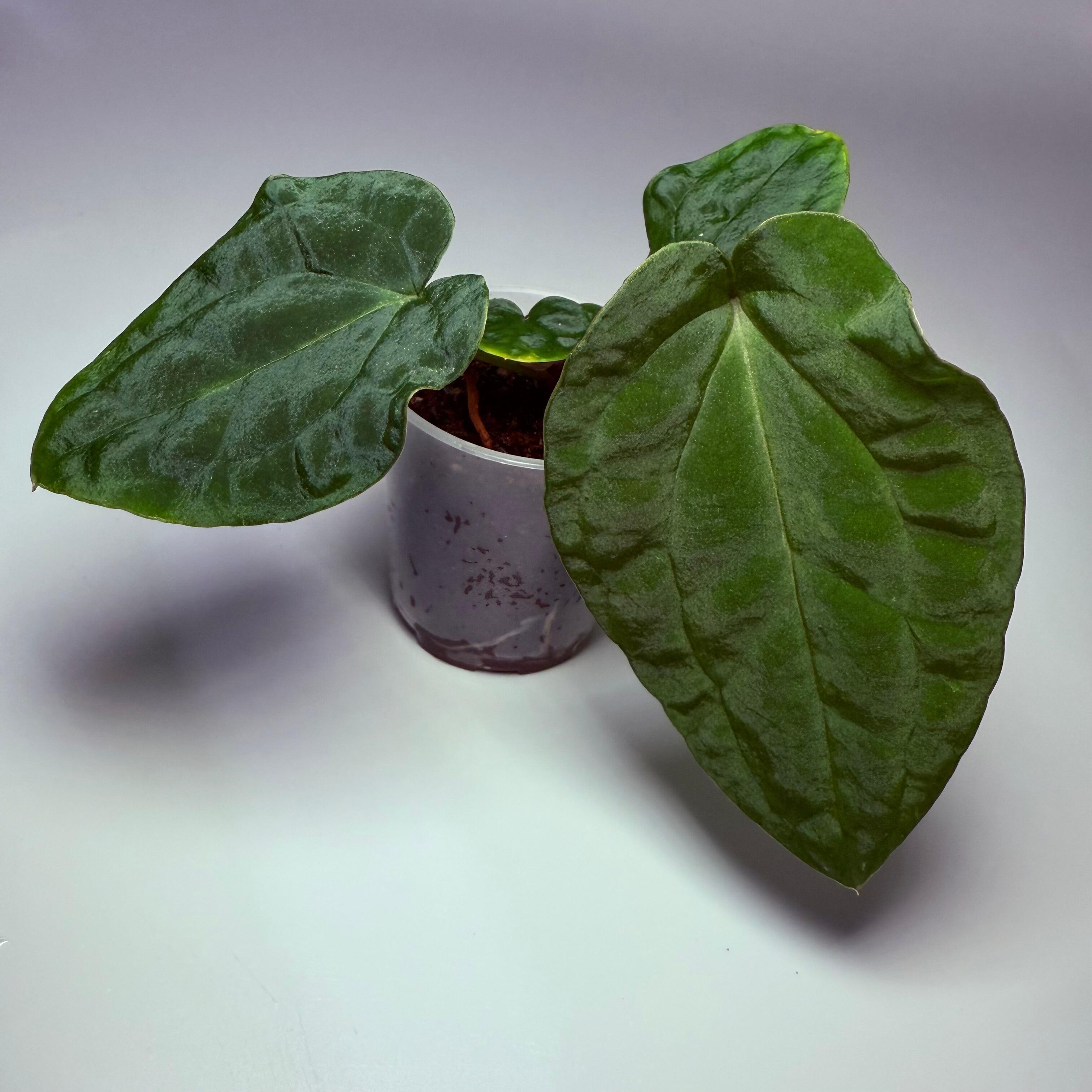 Anthurium Enid's Bench x antolakii / BVEP RA8xRA9