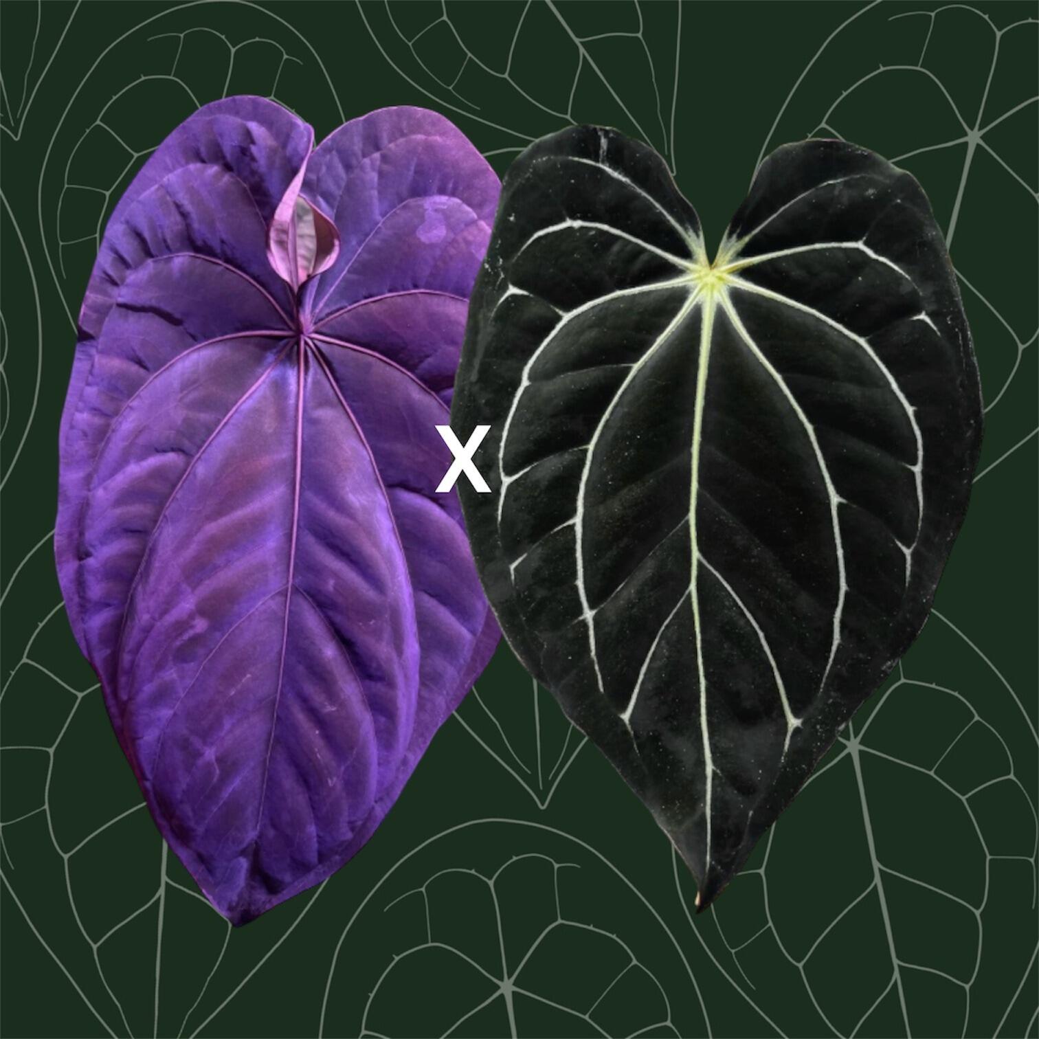 Anthurium (kunayalense x NSE port) x papillilaminum RLFS