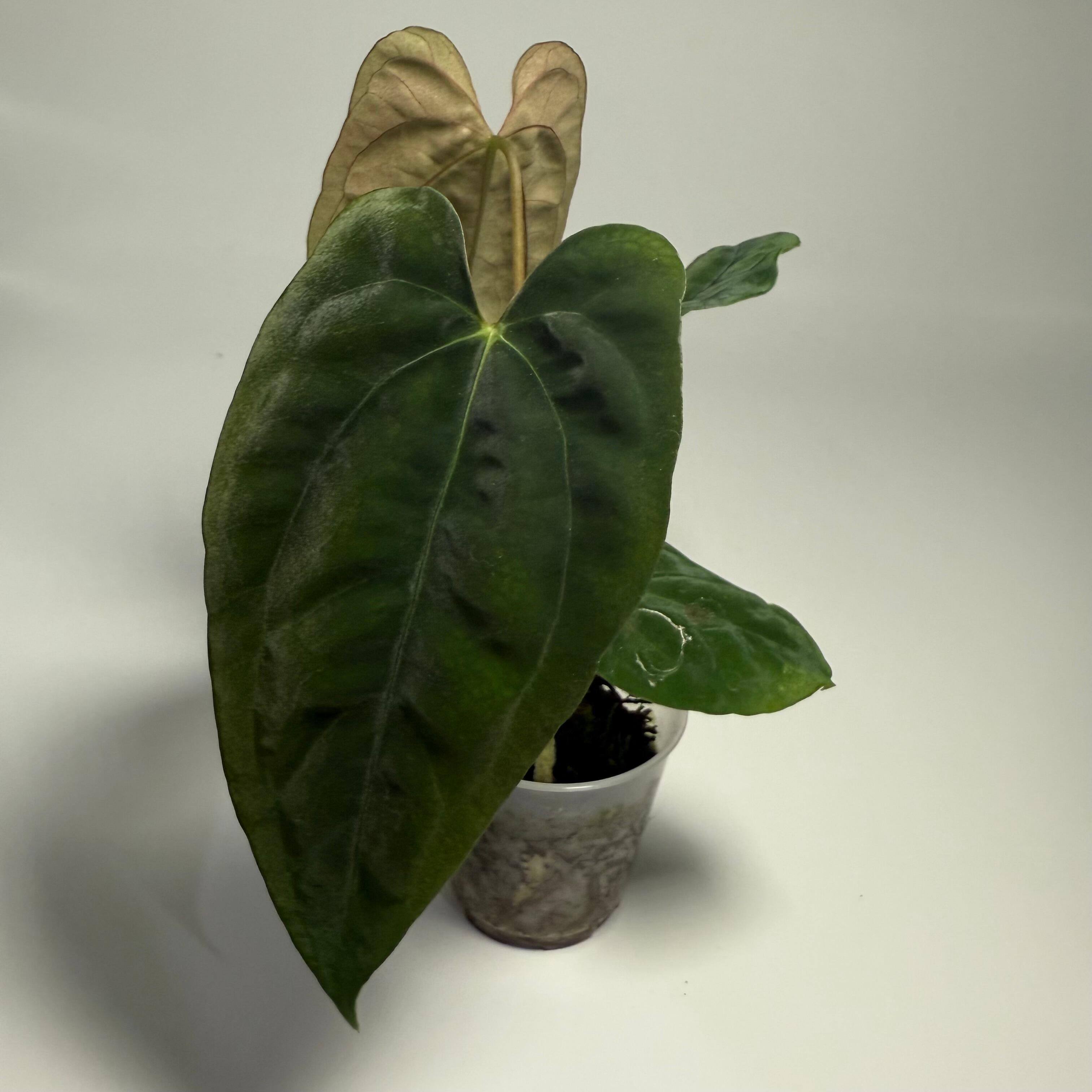 Anthurium papillilaminum ('RA5' x self) x ('Ralph Lynam' x self)