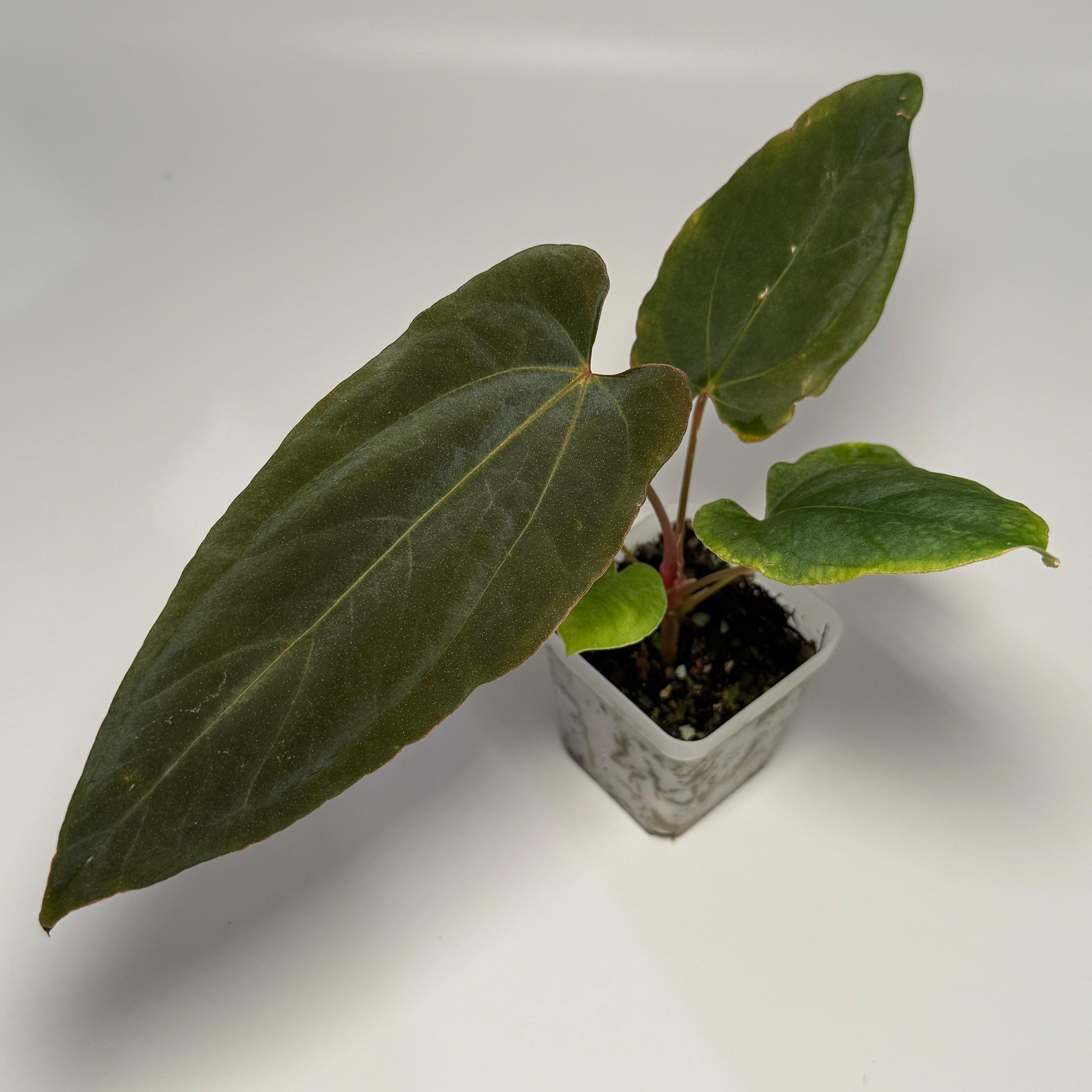 Anthurium (kunayalense x NSE port) x papillilaminum RLFS