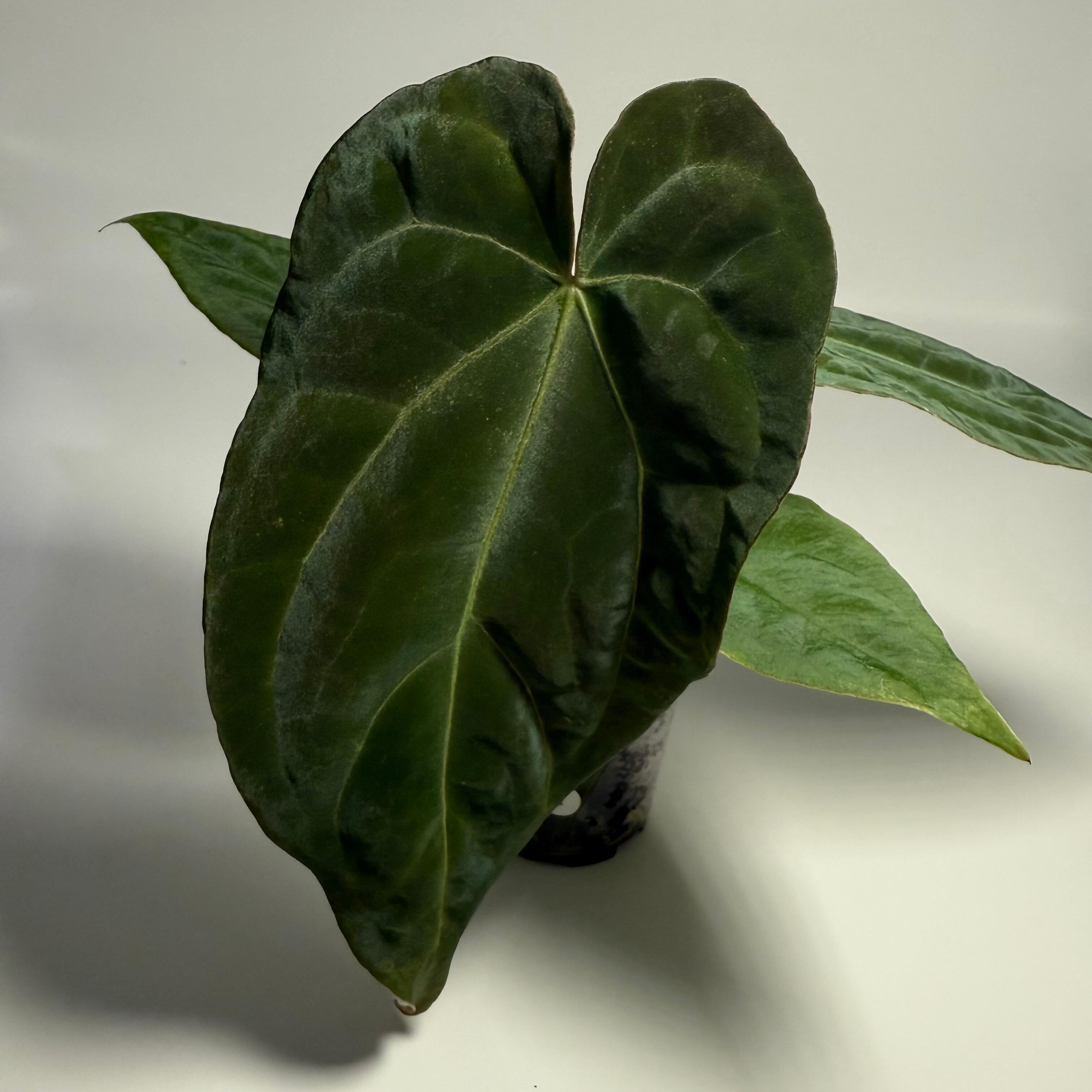 アンスリウム Anthurium Portillae indo ボトムカット アンスリウム