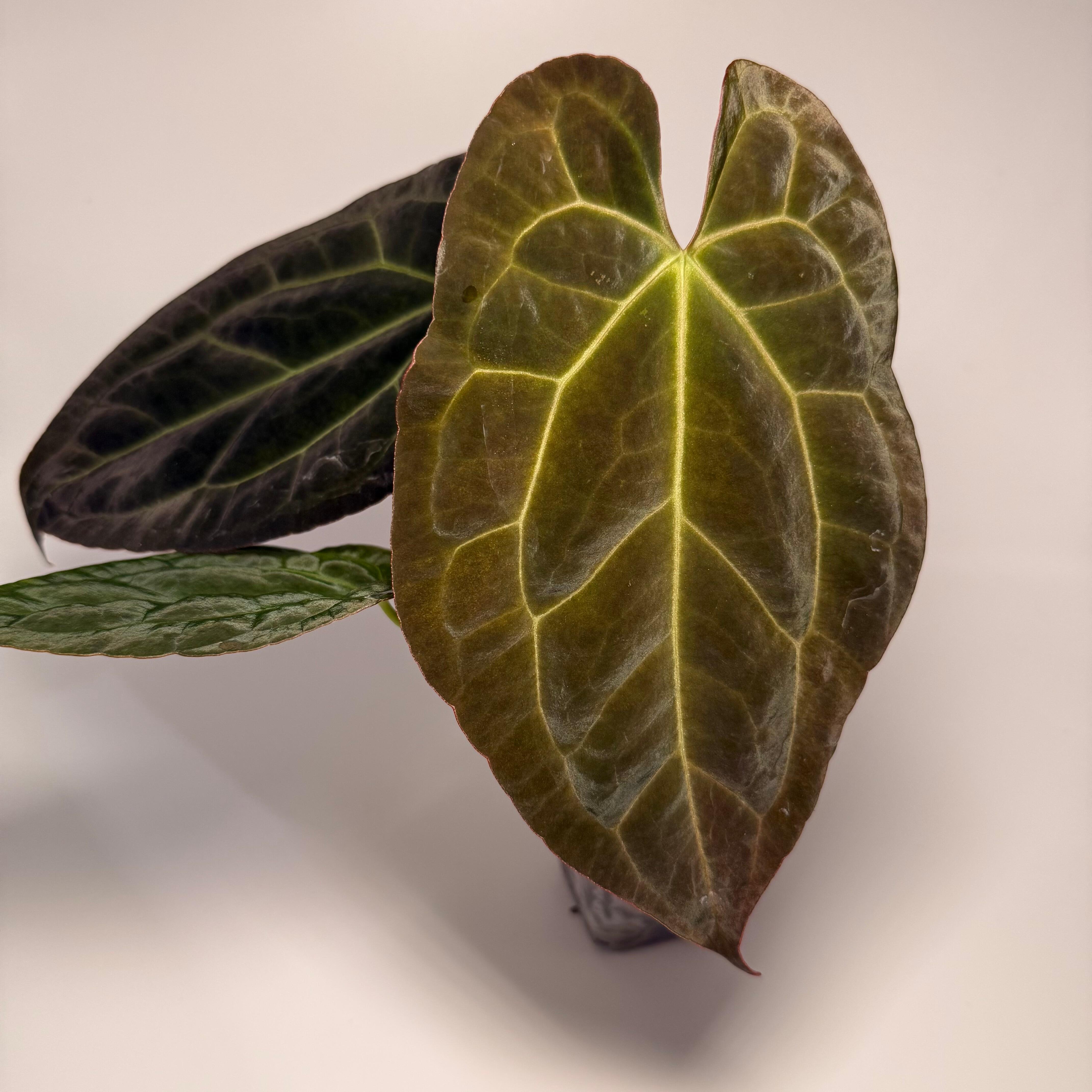 Anthurium (kunayalense x NSE port) x papillilaminum RLFS