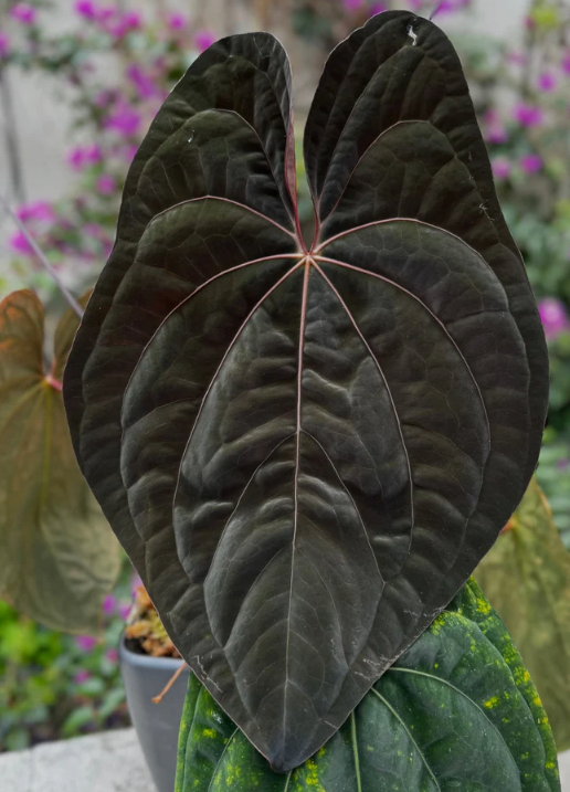 Anthurium dressleri RG F1A x Night Dragon