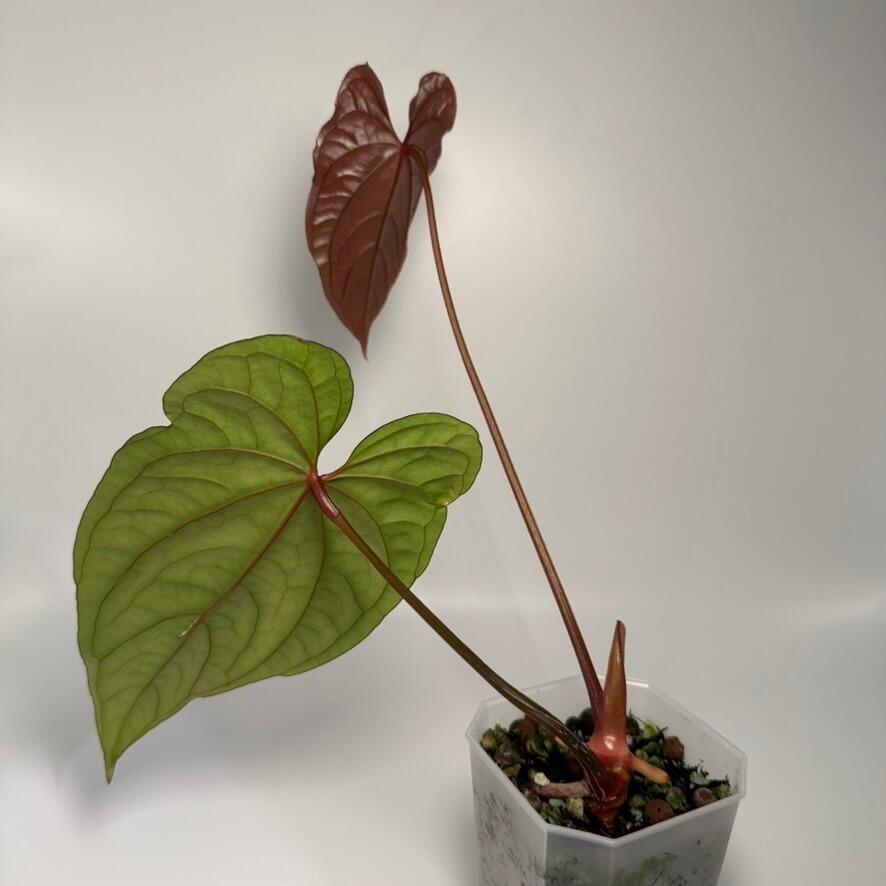 Anthurium Circus Peanuts