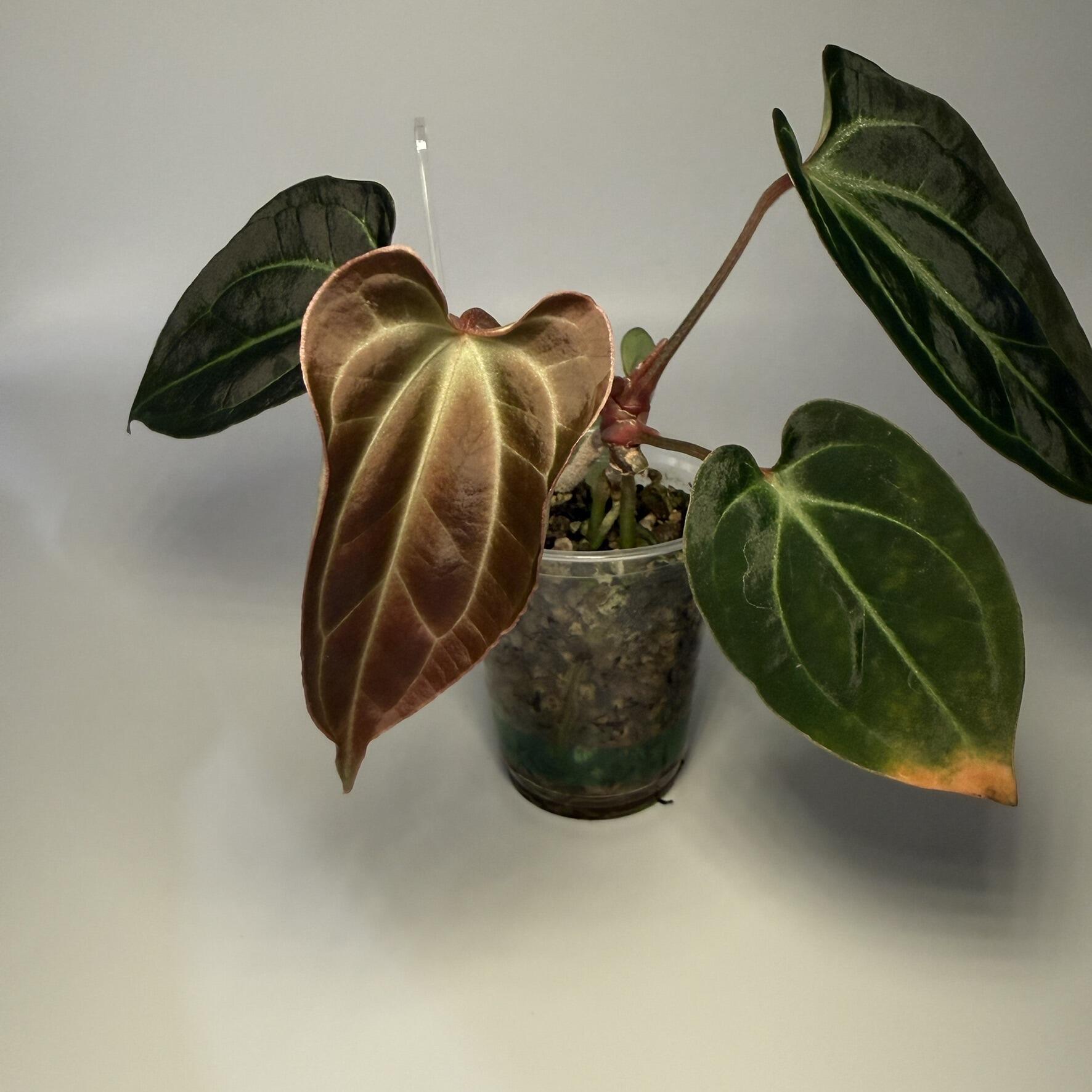 _Anthurium besseae aff wide(ish)
