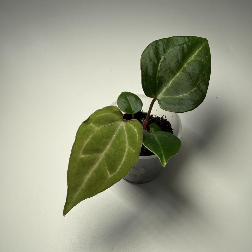_Anthurium Leland Miyano x papillilaminum Ree Gardens