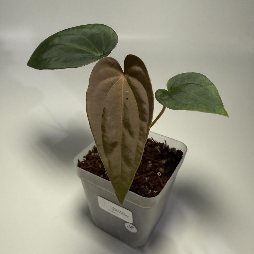 Anthurium