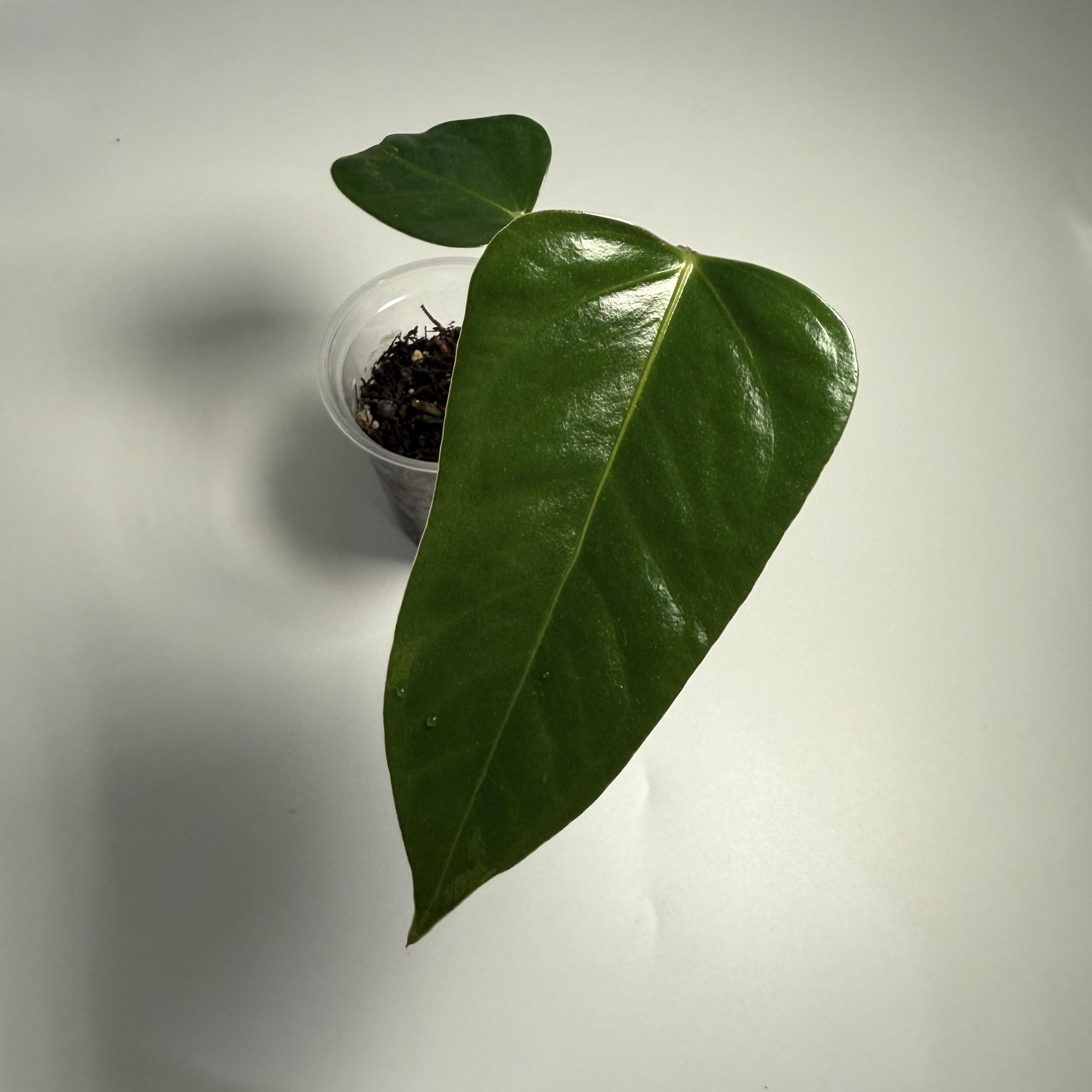 Anthurium subsignatum
