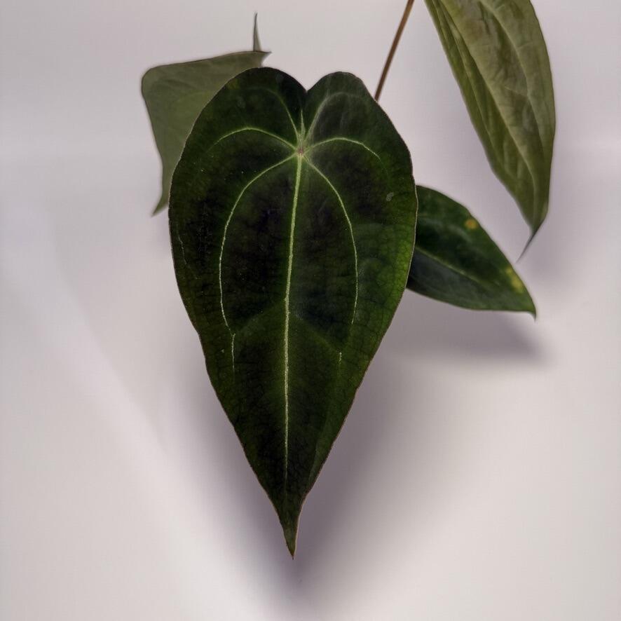 Anthurium (AOS x forgetii) x (forgetii x HU/KoS)