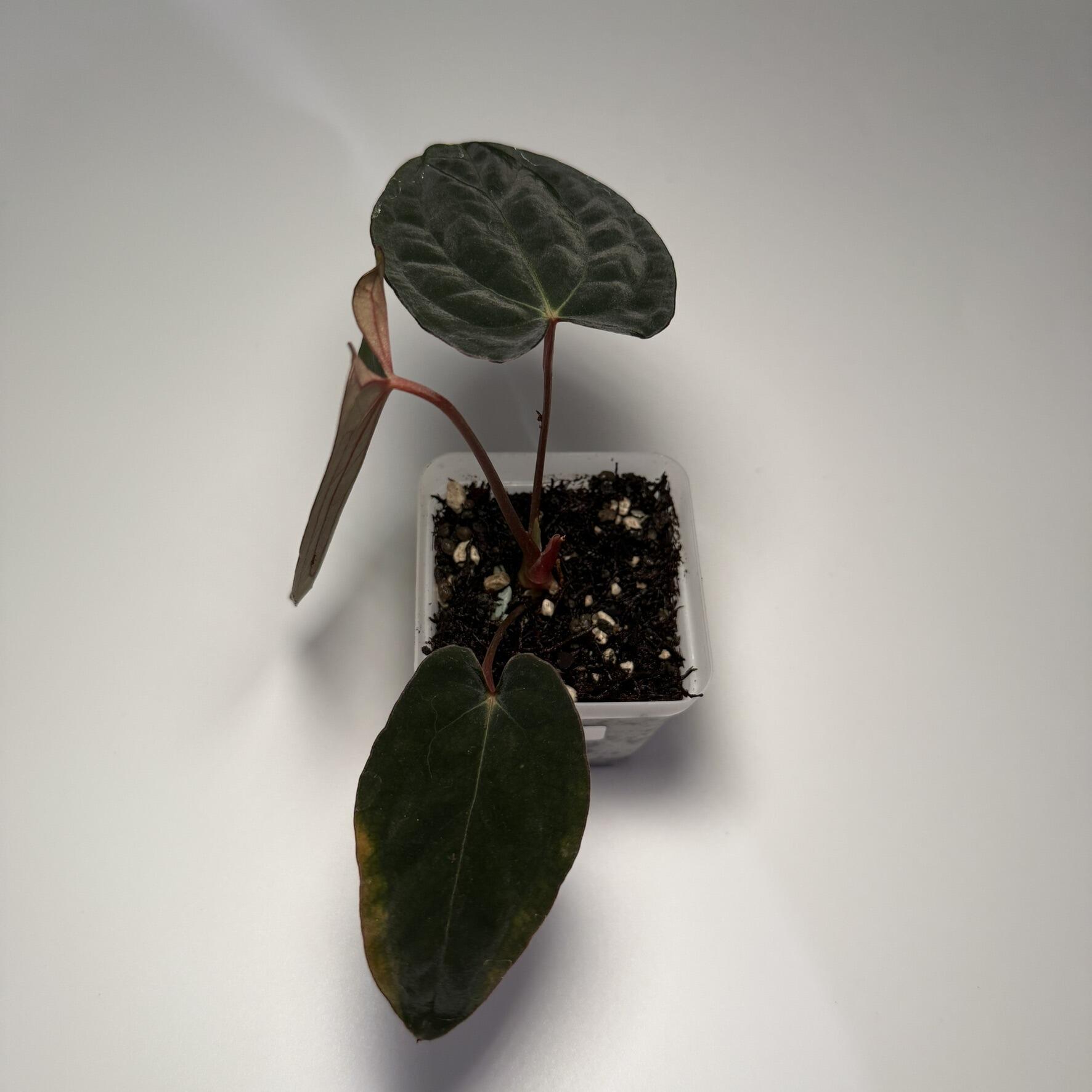 Plant for sale