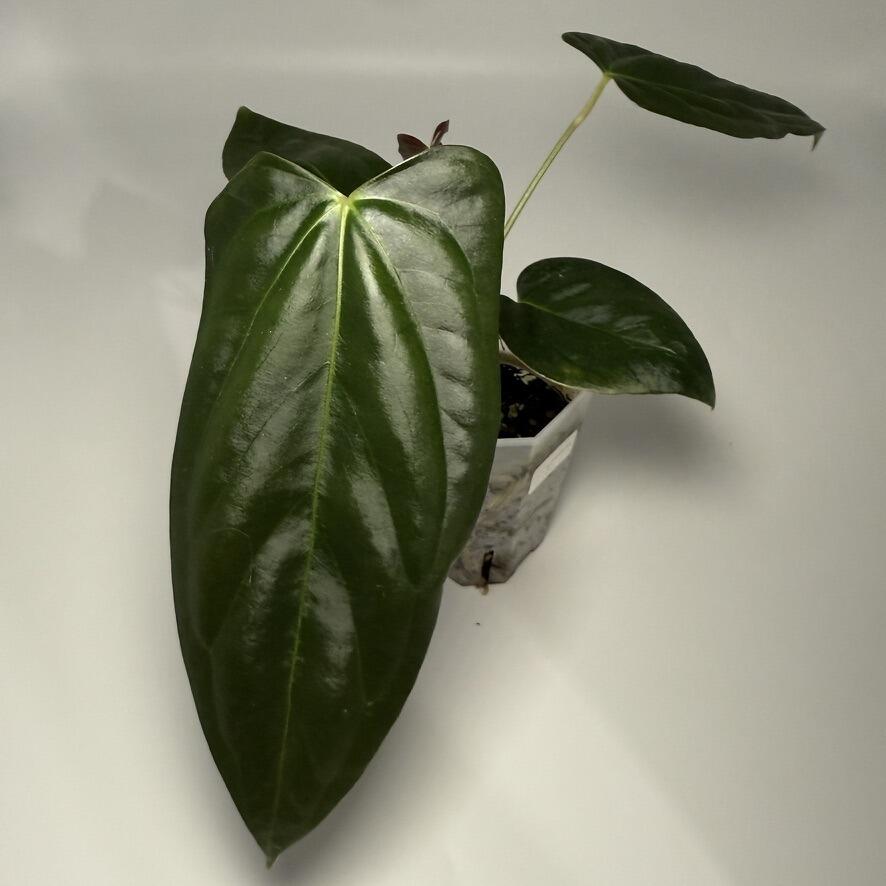 _Anthurium subsignatum