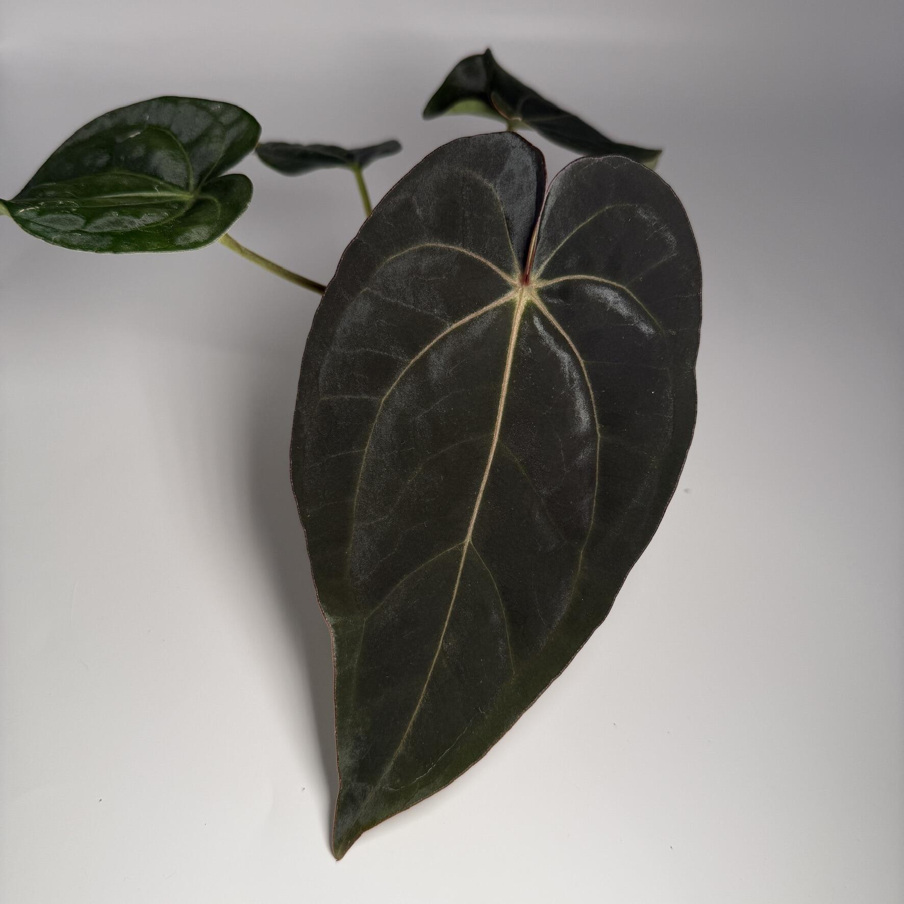 _Anthurium papillilaminum ('RA5' x self) x ('Ralph Lynam' x self)