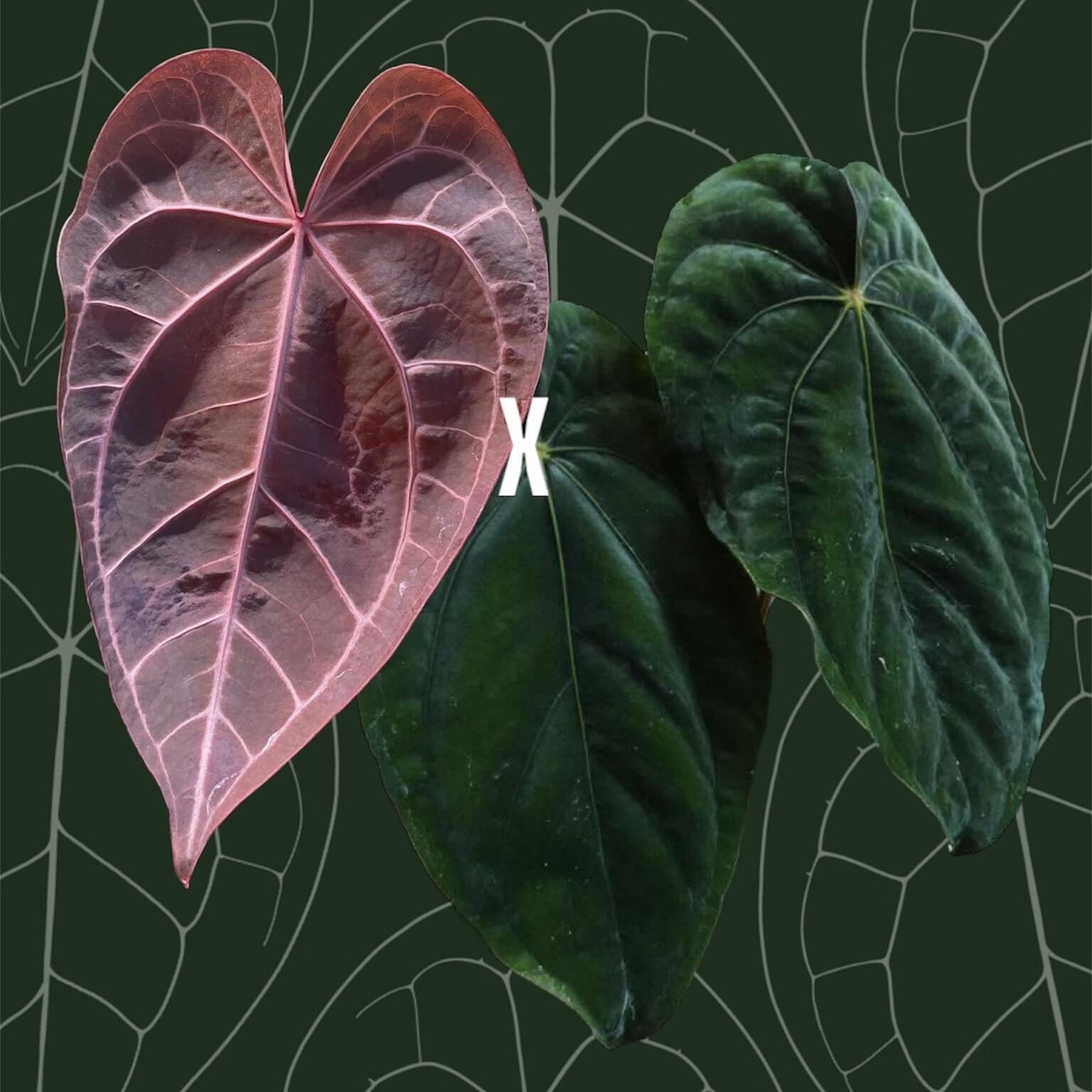 Parent plants