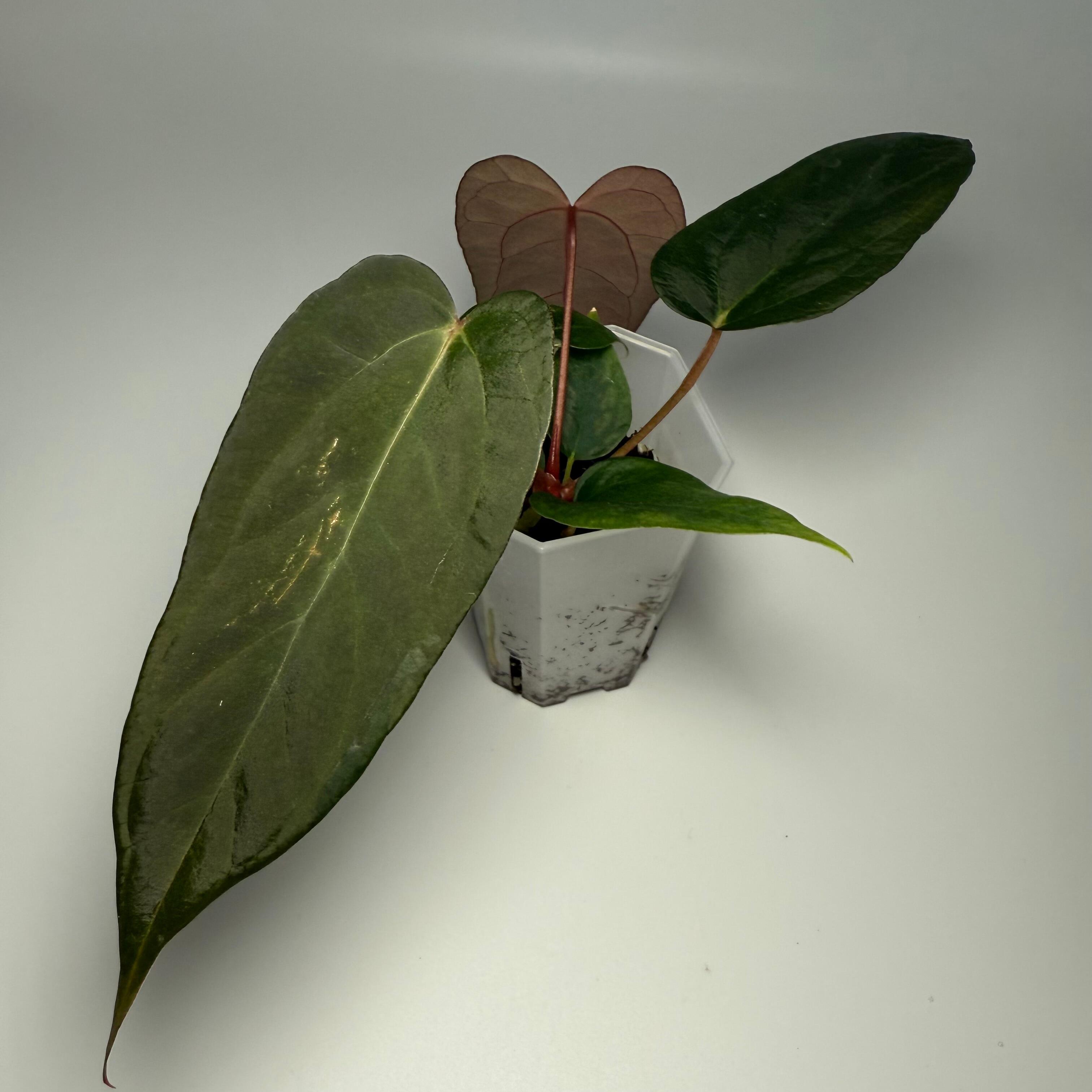 Plant for sale