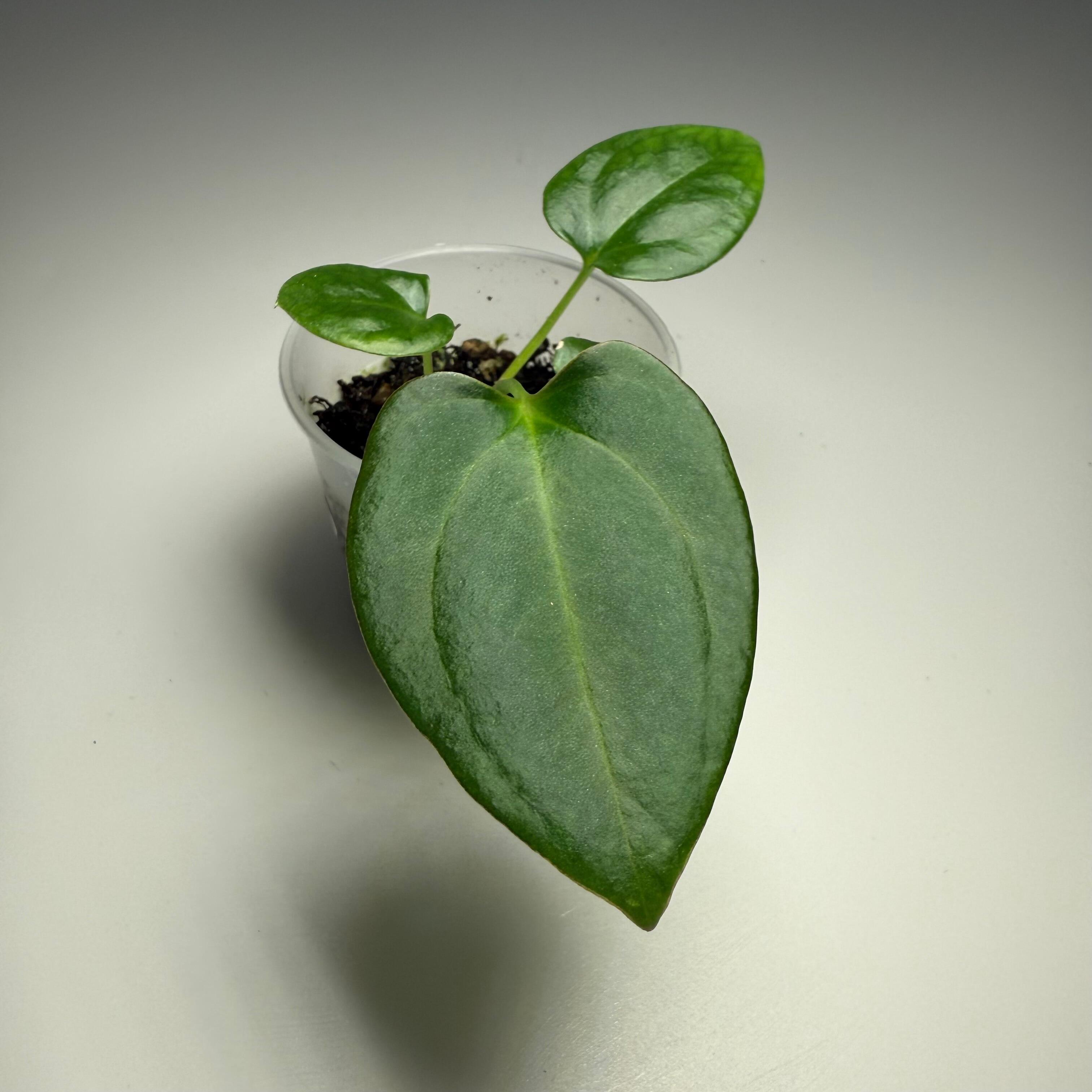 Plant B