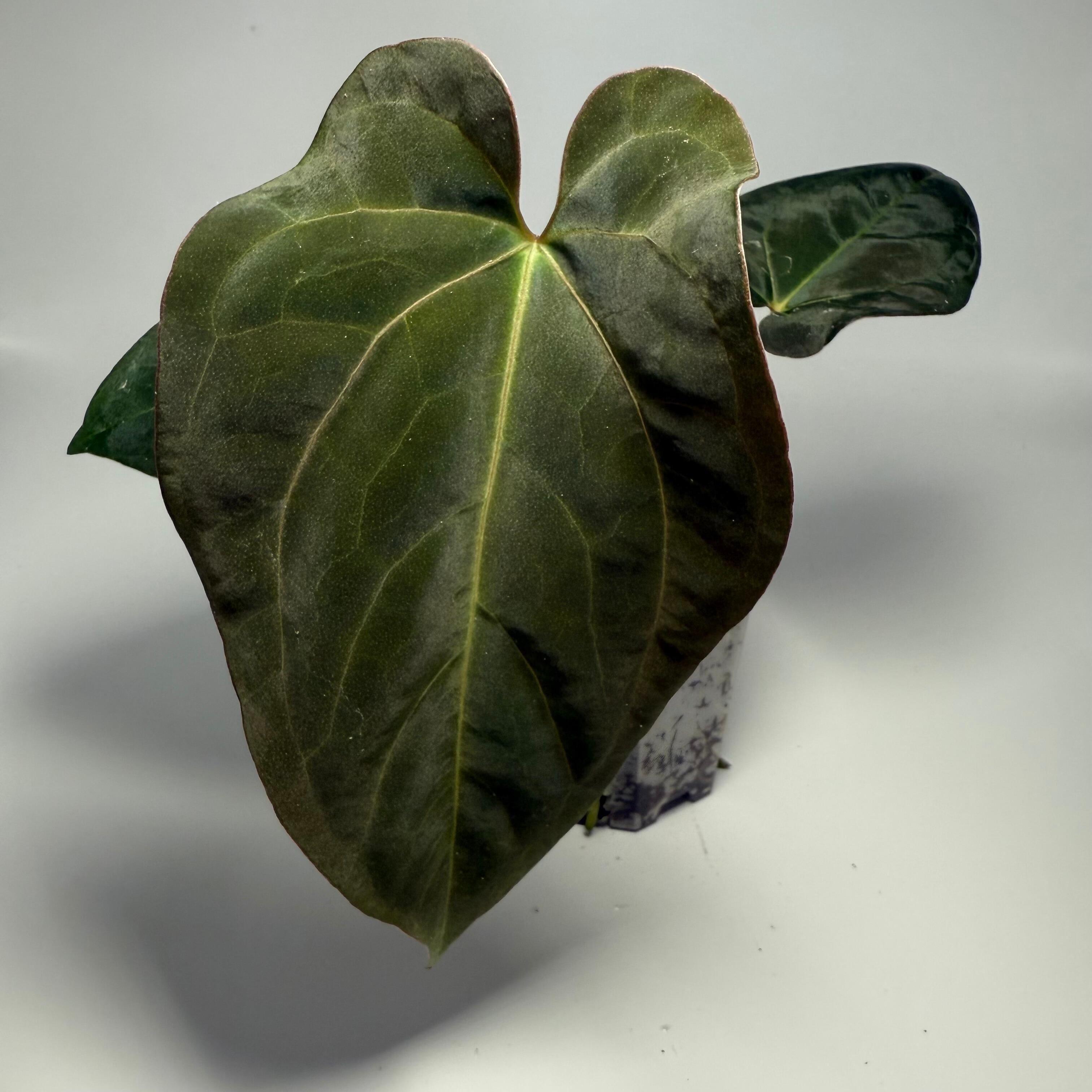Plant for sale