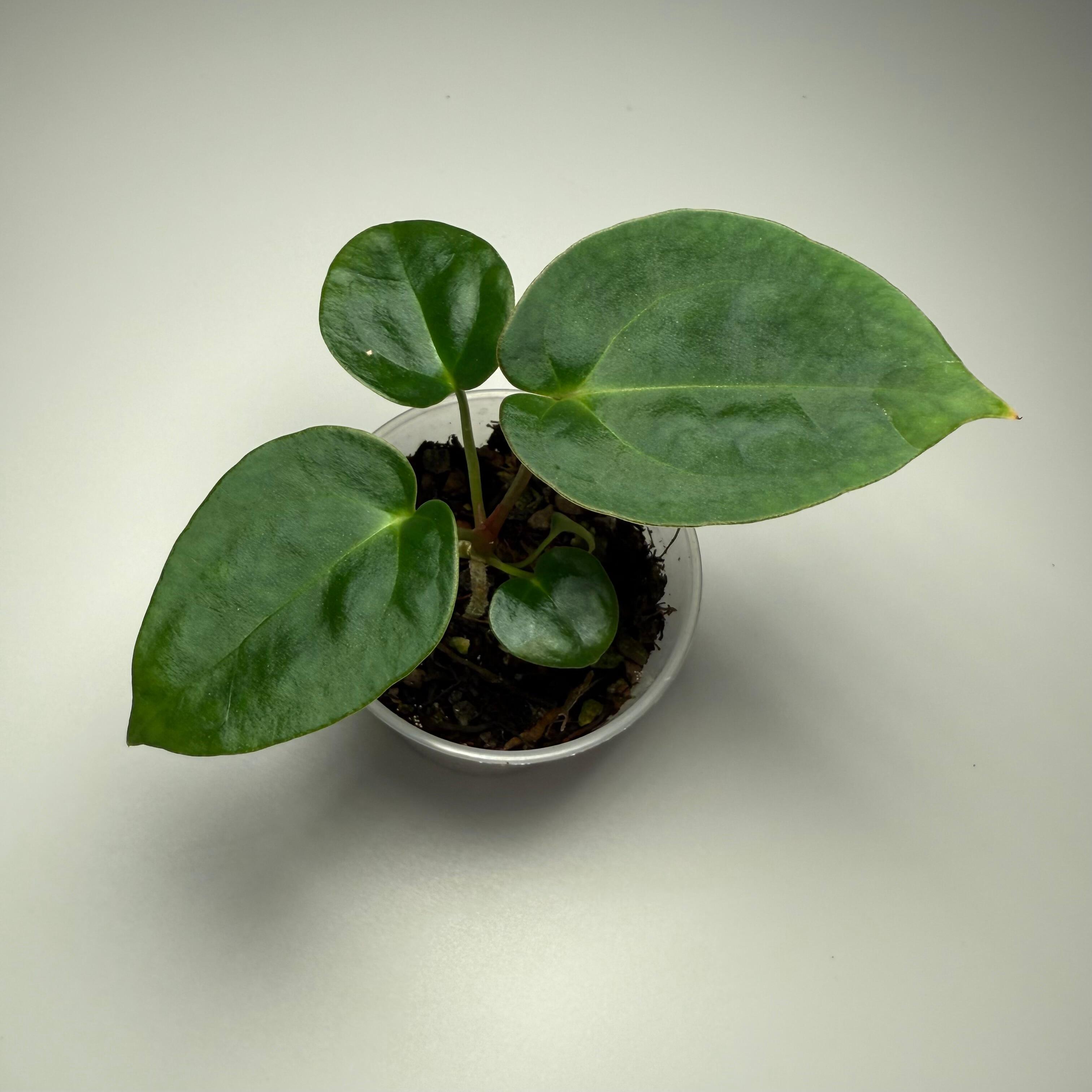 Plant H