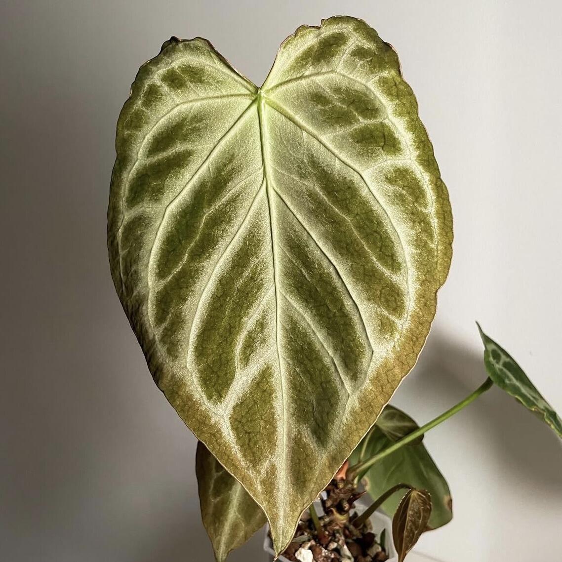 アンスリウム シルバーホープ Anthurium Silver hope Anthurium Red