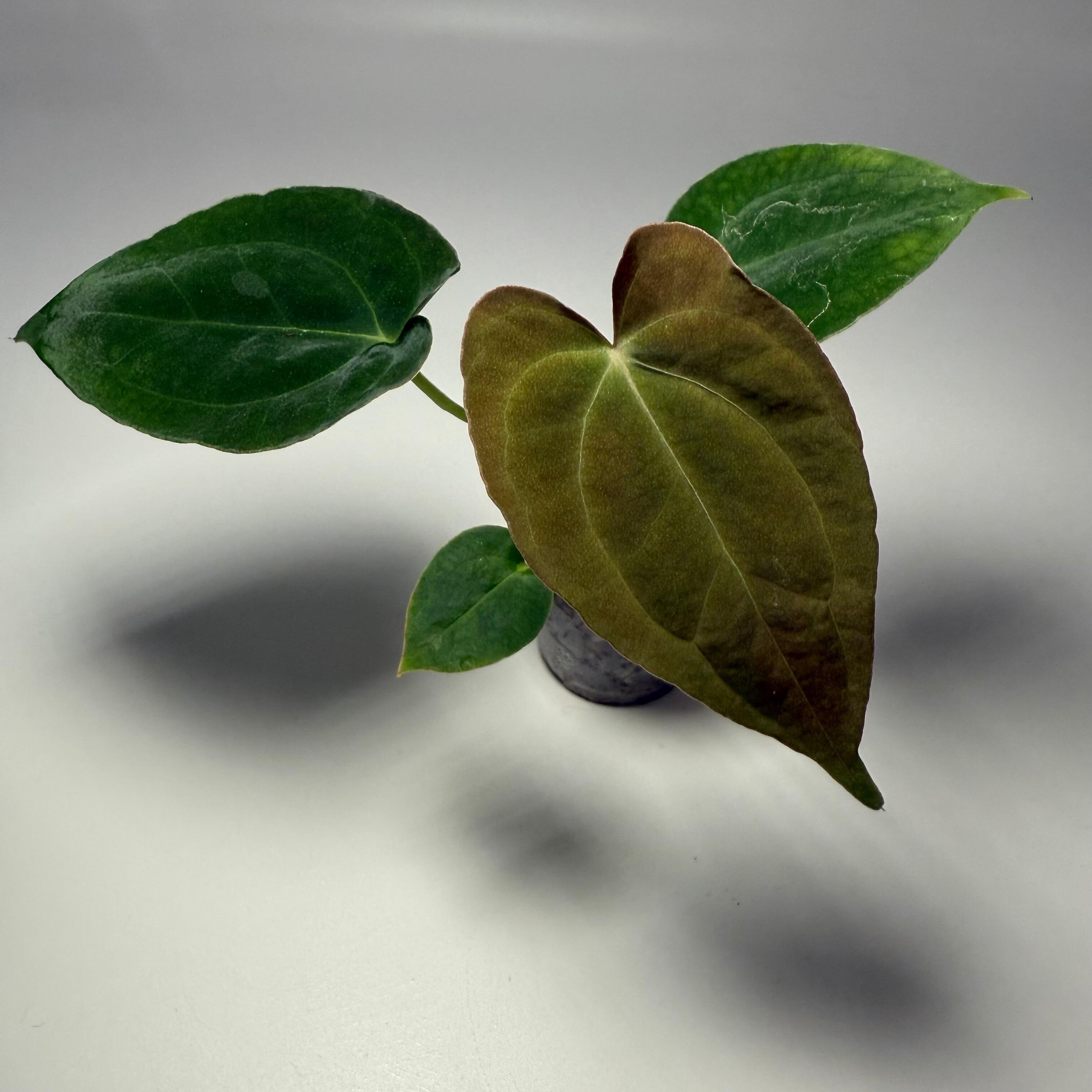 Plant C