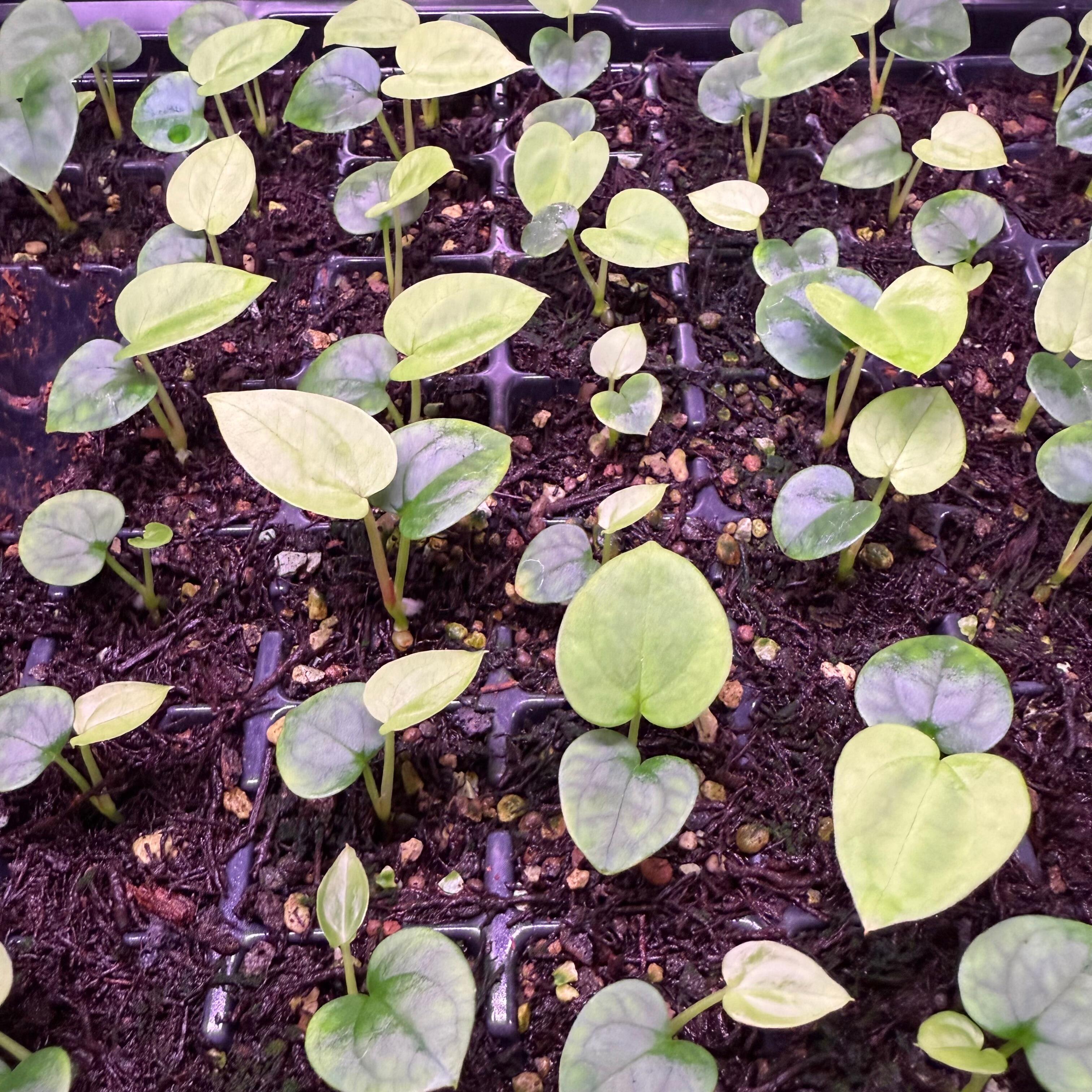 Grower's choice seedlings for sale