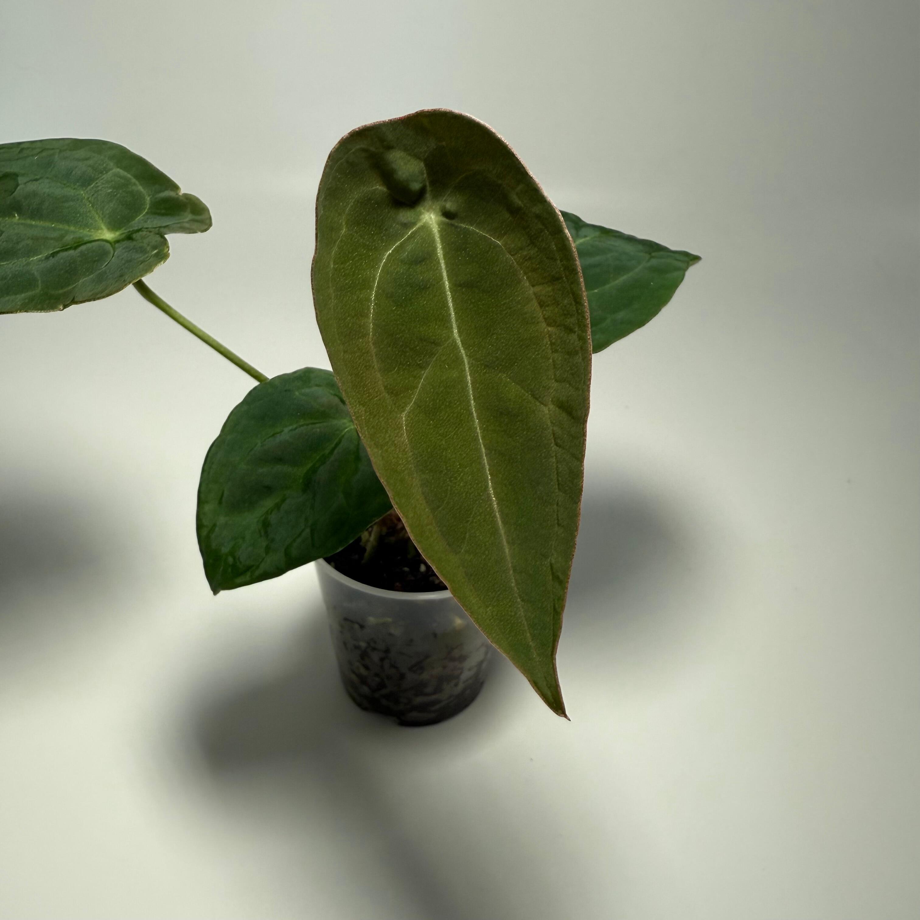 Anthurium rubrinervium velvet Discovering the Beauty of Anthurium