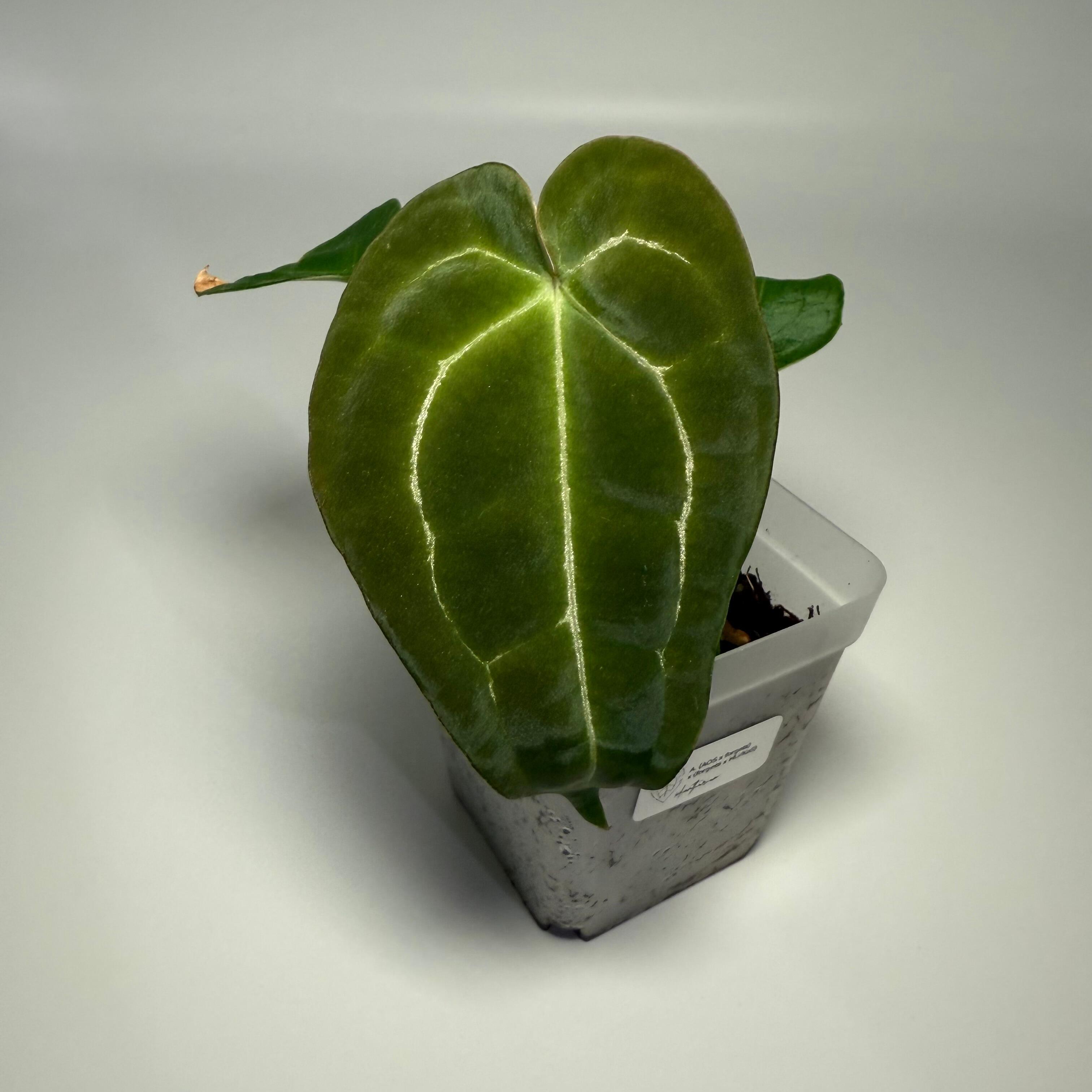 Anthurium (AOS x forgetii) x (forgetii x HU/KoS)