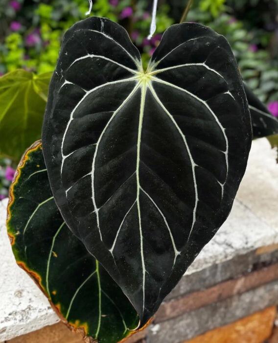 Anthurium dressleri RG F1B x carlablackiae Amanda