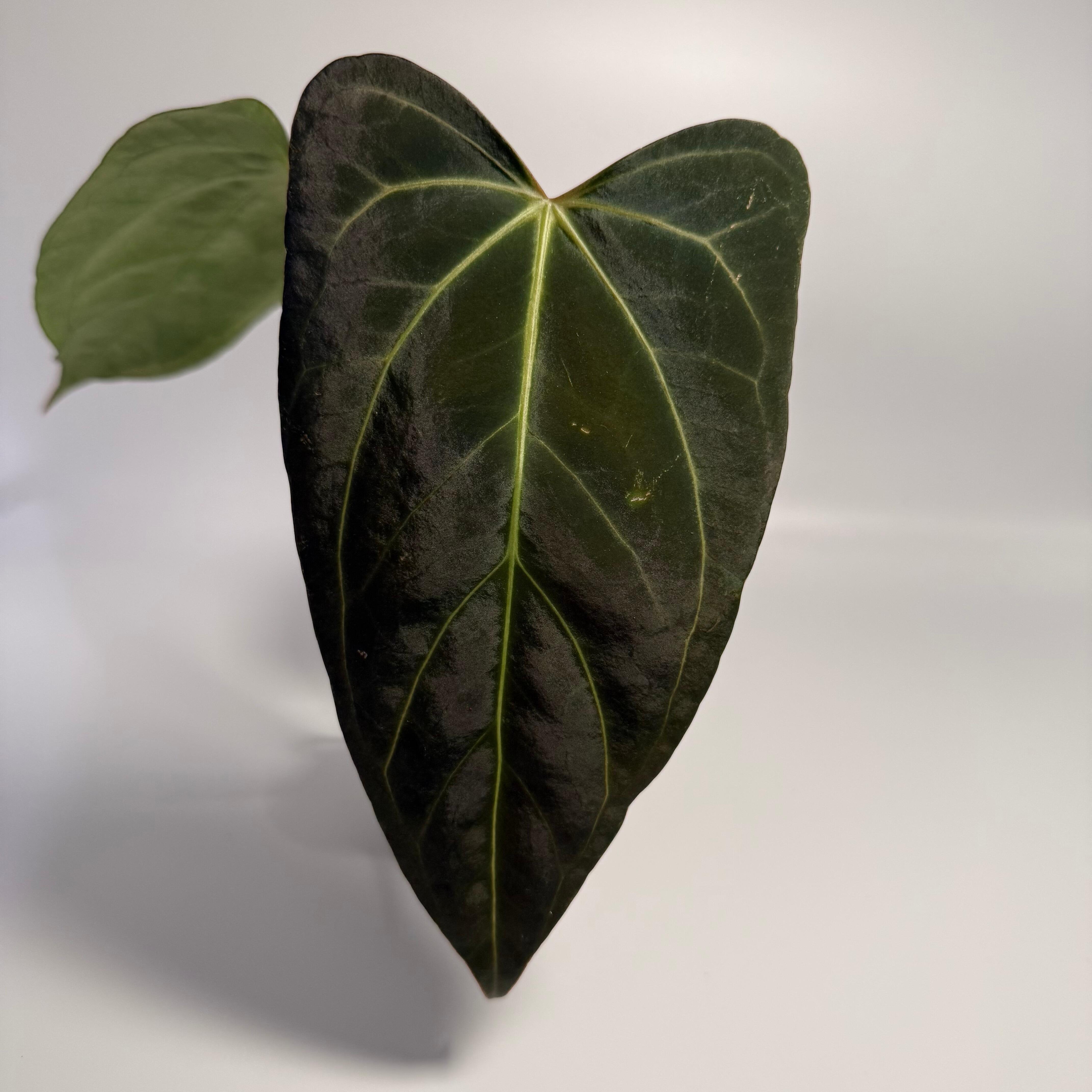 _Anthurium (FTG x self) x Doc Block f2