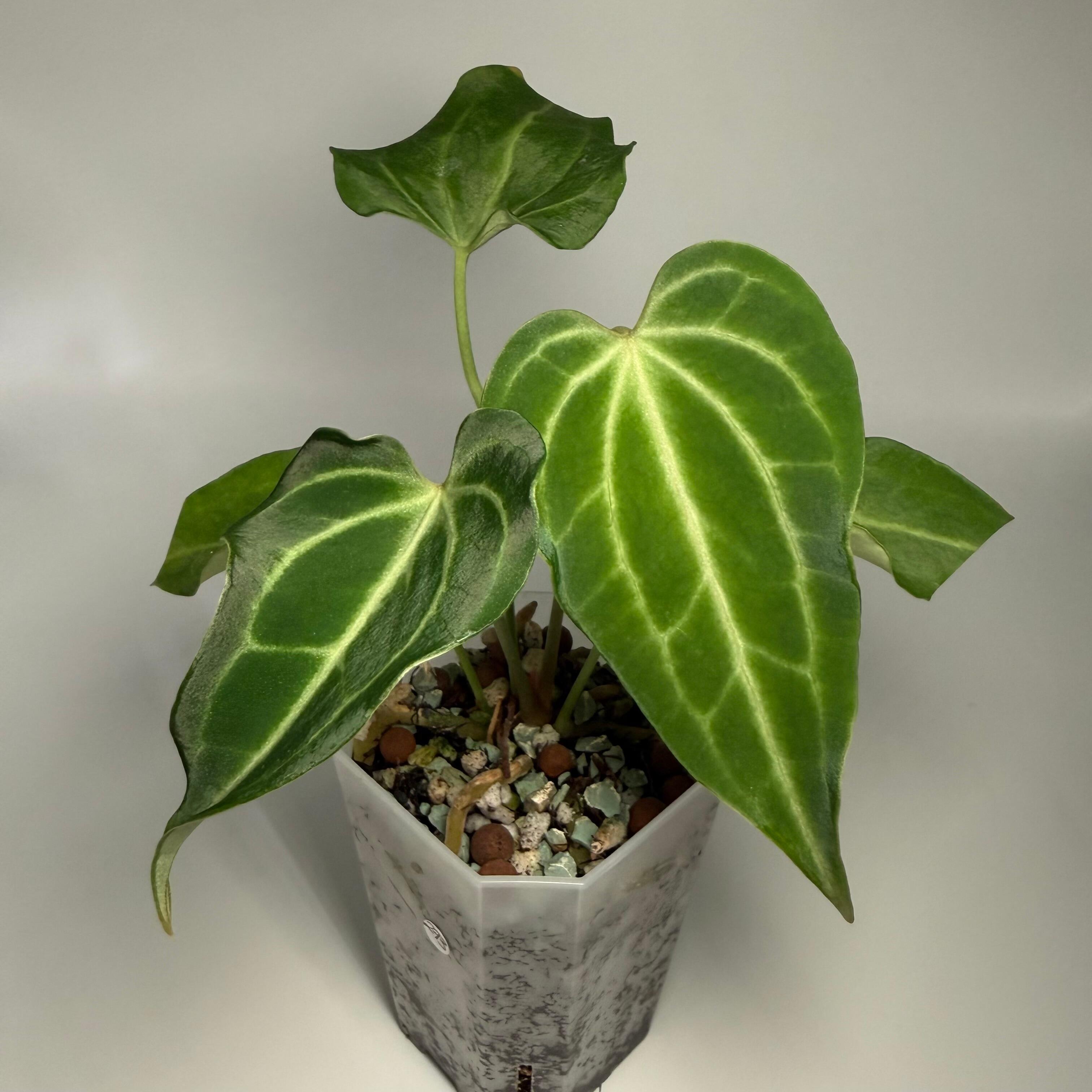 Anthurium Enid's Bench x antolakii / BVEP RA8xRA9
