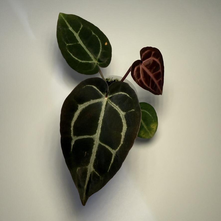 _Anthurium carlablackiae [OG4 self x Scott]