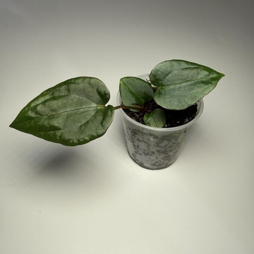 Anthurium (kunayalense x papillilaminum) x self